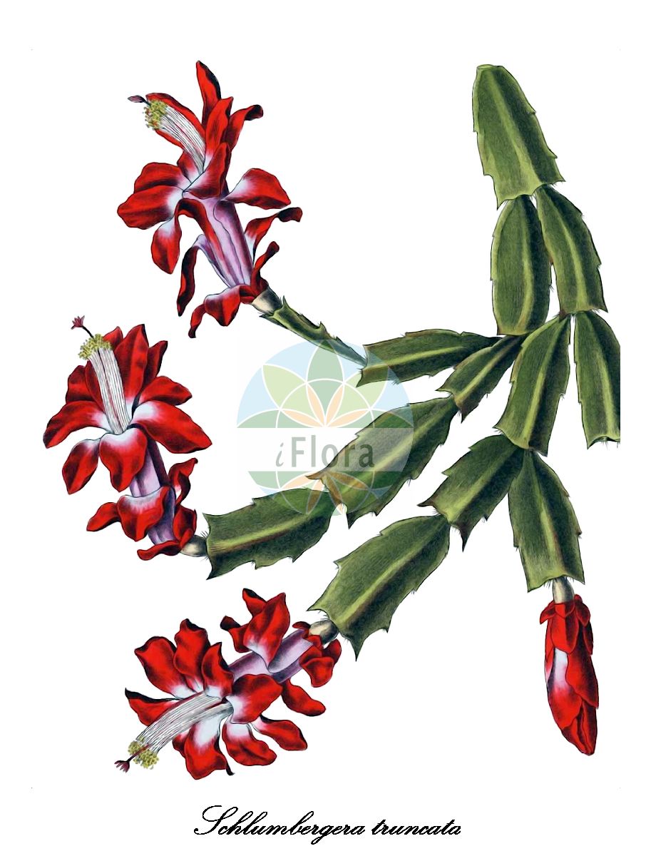 Historische Abbildung von Schlumbergera truncata (Weihnachtskaktus). Das Bild zeigt Blatt, Bluete, Frucht und Same. ---- Historical Drawing of Schlumbergera truncata (Weihnachtskaktus). The image is showing leaf, flower, fruit and seed.(Schlumbergera truncata,Weihnachtskaktus,Gliederkaktus,Schlumbergera,Weihnachtskaktus,Cactaceae,Kakteengewächse,Cactus Family,Blatt,Bluete,Frucht,Same,leaf,flower,fruit,seed,Schumann et al. (1900-1921))
