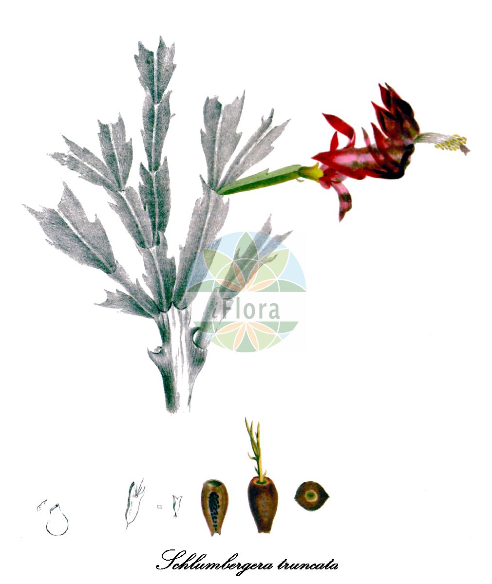 Historische Abbildung von Schlumbergera truncata (Weihnachtskaktus). Das Bild zeigt Blatt, Bluete, Frucht und Same. ---- Historical Drawing of Schlumbergera truncata (Weihnachtskaktus). The image is showing leaf, flower, fruit and seed.(Schlumbergera truncata,Weihnachtskaktus,Gliederkaktus,Schlumbergera,Weihnachtskaktus,Cactaceae,Kakteengewächse,Cactus Family,Blatt,Bluete,Frucht,Same,leaf,flower,fruit,seed,Pfeiffer & Otto (1839-1850))