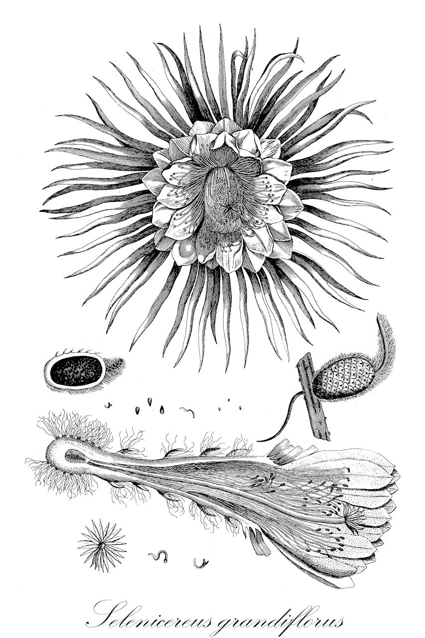 Selenicereus grandiflorus - Cactaceae,Plantae,Pteridobiotina,Angiosperms,Caryophyllales,Cactaceae,Selenicereus,Selenicereus grandiflorus,Cactus grandiflorus, Cereus antoinii, Cereus grandiflorus, Cereus grandiflorus var. affinis, Cereus grandiflorus var. armatus, Cereus grandiflorus var. minor, Cereus grandiflorus var. uranos, Cereus grandiflorus var. uranos, Cereus grandiflorus var. uranus, Cereus nycticalus var. armatus, Cereus obtusus, Cereus ophites, Cereus rosaceus, Cereus scandens var. minor, Cereus uranos, Selenicereus grandiflorus var. affinis, Selenicereus grandiflorus var. barbadensis, Selenicereus grandiflorus var. ophites, Selenicereus grandiflorus var. uranus,Königin der Nacht;Mondkaktus;Schlangencereus;Schlangenkaktus;queen-of-the-night;reina de la noche