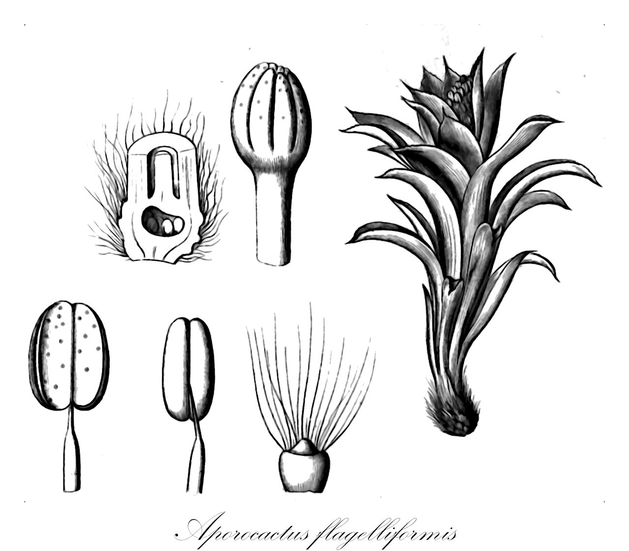 Aporocactus flagelliformis - Cactaceae,Plantae,Pteridobiotina,Angiosperms,Caryophyllales,Cactaceae,Aporocactus,Aporocactus flagelliformis,Aporocactus flagelliformis var. leptophis, Aporocactus flagelliformis var. pfeifferi, Aporocactus flagriformis, Aporocactus flagriformis, Aporocactus leptophis, Cactus flagelliformis, Cereus flagelliformis, Cereus flagelliformis var. leptophis, Cereus flagelliformis var. minor, Cereus flagelliformis var. minor, Cereus flagriformis, Cereus leptophis, Discocactus flagriformis, Disocactus flagelliformis, Disocactus flagriformis,Peitschenkaktus;Schlangenkaktus;Staartkaktus