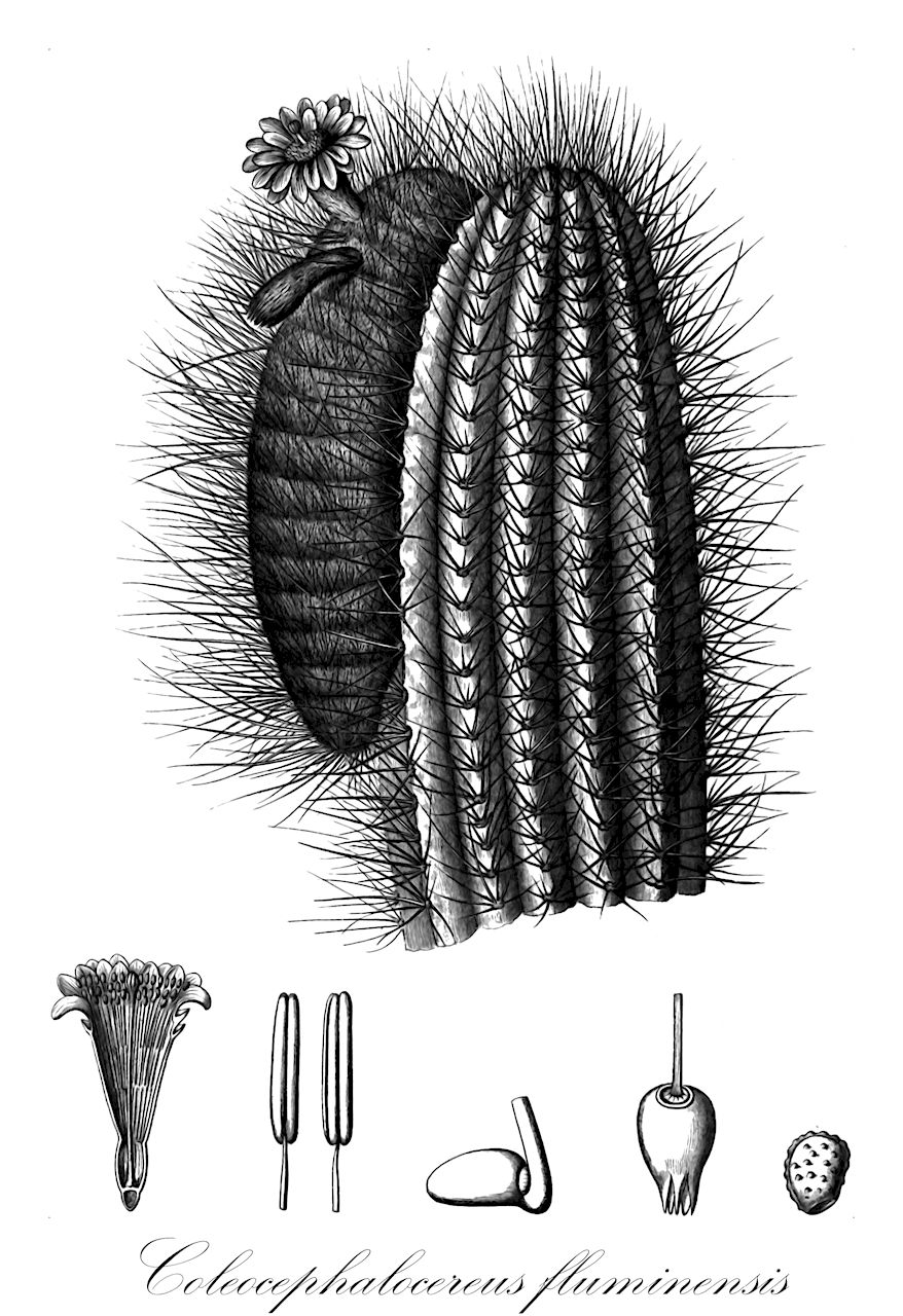 Coleocephalocereus fluminensis - Cactaceae,Plantae,Pteridobiotina,Angiosperms,Caryophyllales,Cactaceae,Coleocephalocereus,Coleocephalocereus fluminensis,Austrocephalocereus fluminensis, Cactus melocactus, Cephalocereus fluminensis, Cephalocereus melocactus, Cereus ferox, Cereus fluminensis, Cereus melocactus, Cereus melocactus, Cereus paulensis, Coleocephalocereus fluminensis subsp. braamhaarii, Coleocephalocereus fluminensis subsp. fluminensis, Coleocephalocereus fluminensis subsp. paulensis, Coleocephalocereus fluminensis var. braamhaarii, Coleocephalocereus fluminensis var. paulensis, Coleocephalocereus paulensis, Leocereus paulensis, Pilocereus melocactus, Pilocereus vellozoi