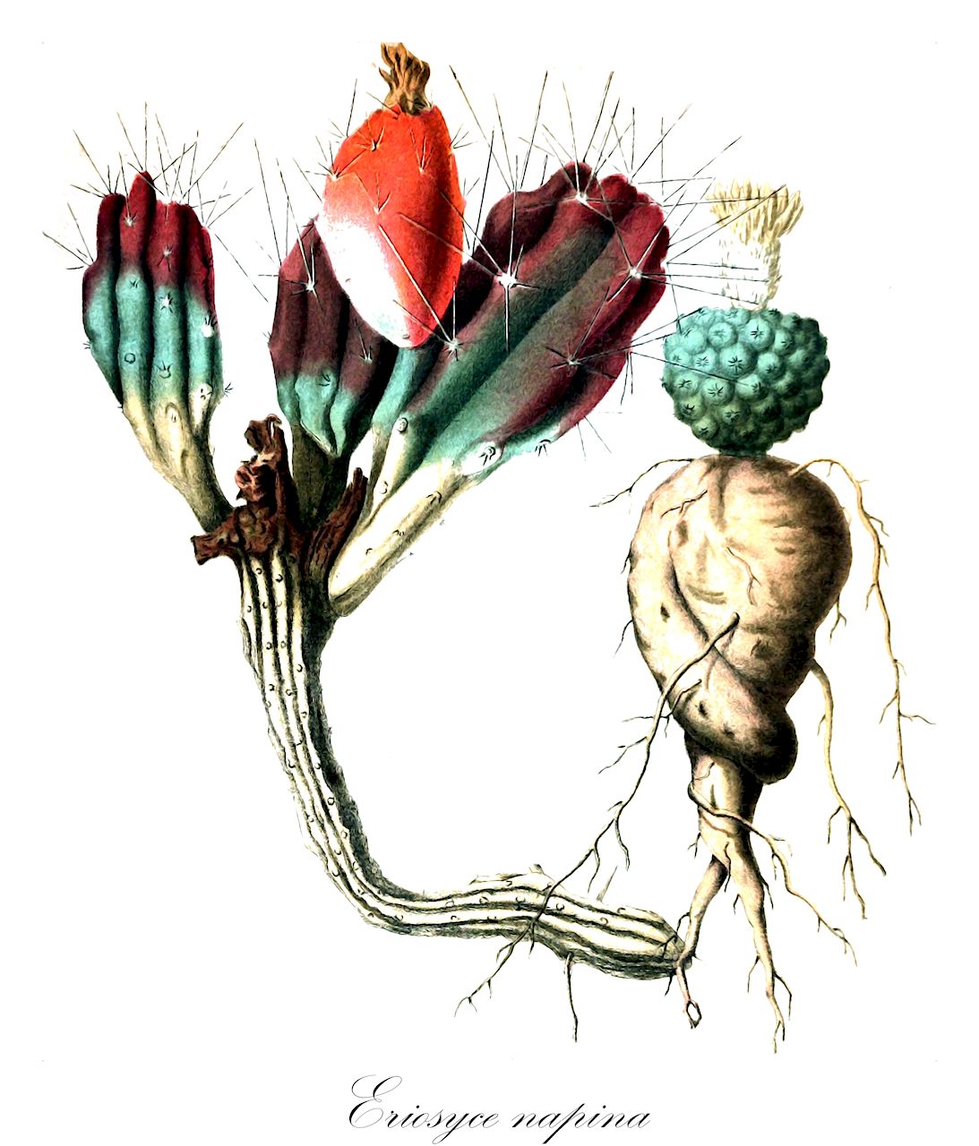 Eriosyce napina - Cactaceae,Plantae,Pteridobiotina,Angiosperms,Caryophyllales,Cactaceae,Eriosyce,Eriosyce napina,Chilenia napina, Chileorebutia napina, Echinocactus mitis, Echinocactus napinus, Hildmannia mitis, Hildmannia napina, Malacocarpus napinus, Neochilenia imitans, Neochilenia mitis, Neochilenia napina, Neochilenia napina var. mitis, Neochilenia napina var. spinosior, Neoporteria napina, Neoporteria napina f. spinosior, Neoporteria napina var. mitis, Neoporteria napina var. spinosior, Neoporteria reichei f. imitans, Notocactus napinus, Thelocephala napina, Thelocephala roseiflora