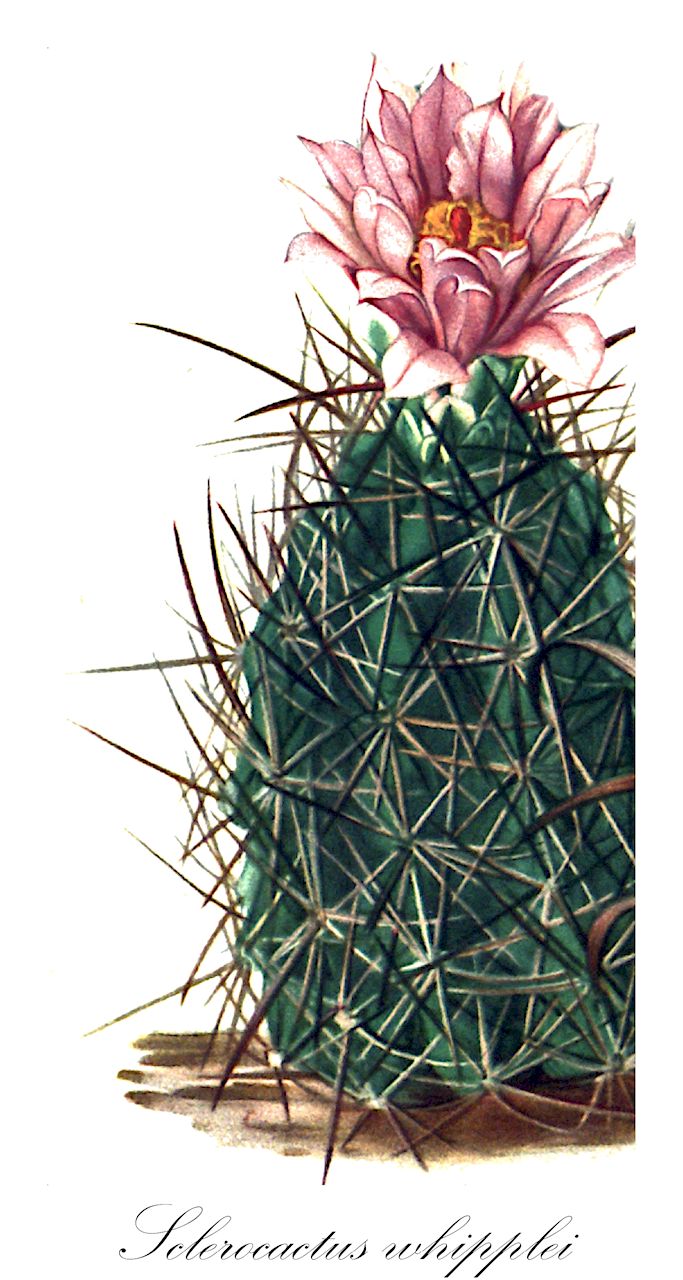 Sclerocactus whipplei - Cactaceae,Plantae,Pteridobiotina,Angiosperms,Caryophyllales,Cactaceae,Sclerocactus,Sclerocactus whipplei,Echinocactus whipplei, Echinocactus whipplei var. nanus, Ferocactus whipplei, Pediocactus whipplei, Pediocactus whipplei subsp. busekii, Sclerocactus parviflorus var. blessingiae, Sclerocactus whipplei subsp. busekii, Sclerocactus whipplei var. pygmaeus,whipple fishhook cactus