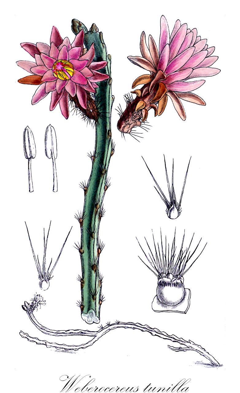 Weberocereus tunilla - Cactaceae,Plantae,Pteridobiotina,Angiosperms,Caryophyllales,Cactaceae,Weberocereus,Weberocereus tunilla,Cereus gonzalezii, Cereus tunilla