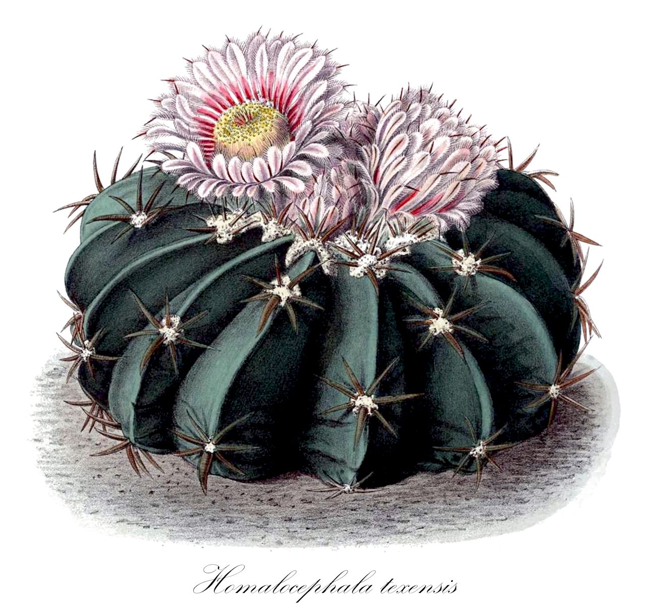 Homalocephala texensis - Cactaceae,Plantae,Pteridobiotina,Angiosperms,Caryophyllales,Cactaceae,Homalocephala,Homalocephala texensis,Echinocactus courantianus, Echinocactus lindheimeri, Echinocactus platycephalus, Echinocactus texensis, Echinocactus texensis var. gourgensii, Echinocactus texensis var. longispinus, Homalocephala texensis var. gourgensii,devil's-head;horse-crippler;manca caballo