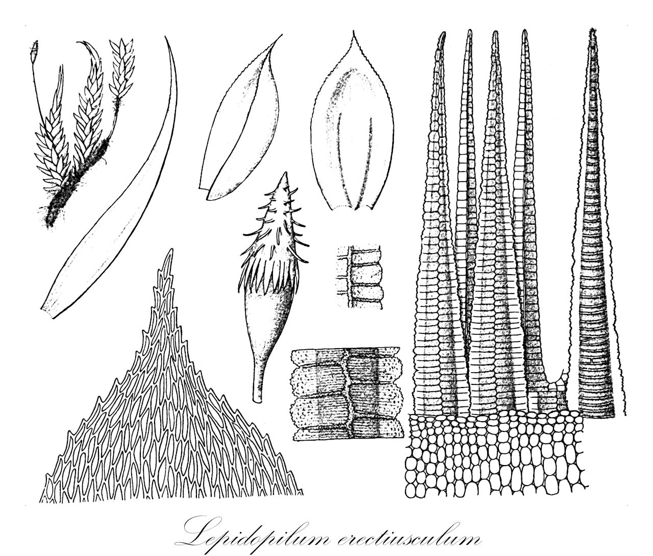 Lepidopilum erectiusculum - Callicostaceae,Plantae,Bryobiotina,Bryophyta,Bryopsida,Bryidae,Hypnanae,Hookeriales,Callicostaceae,Lepidopilum,Lepidopilum erectiusculum,Hookeria erectiuscula