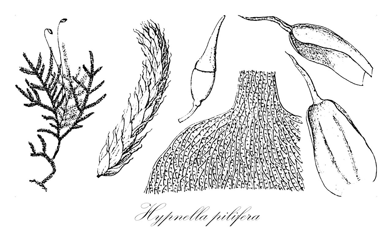 Hypnella pilifera - Callicostaceae,Plantae,Bryobiotina,Bryophyta,Bryopsida,Bryidae,Hypnanae,Hookeriales,Callicostaceae,Hypnella,Hypnella pilifera,Callicostella mollis, Callicostella pilifera, Callicostella taylorii, Hookeria apiahiensis, Hookeria araucariae, Hookeria caudifrons, Hookeria mollis, Hookeria papillata, Hookeria pilifera, Hookeria pseudopilifera, Hookeria taylorii, Hookeriopsis papillata, Hookeriopsis taylorii, Hypnella araucariae, Hypnella caudifrons, Hypnella taylorii