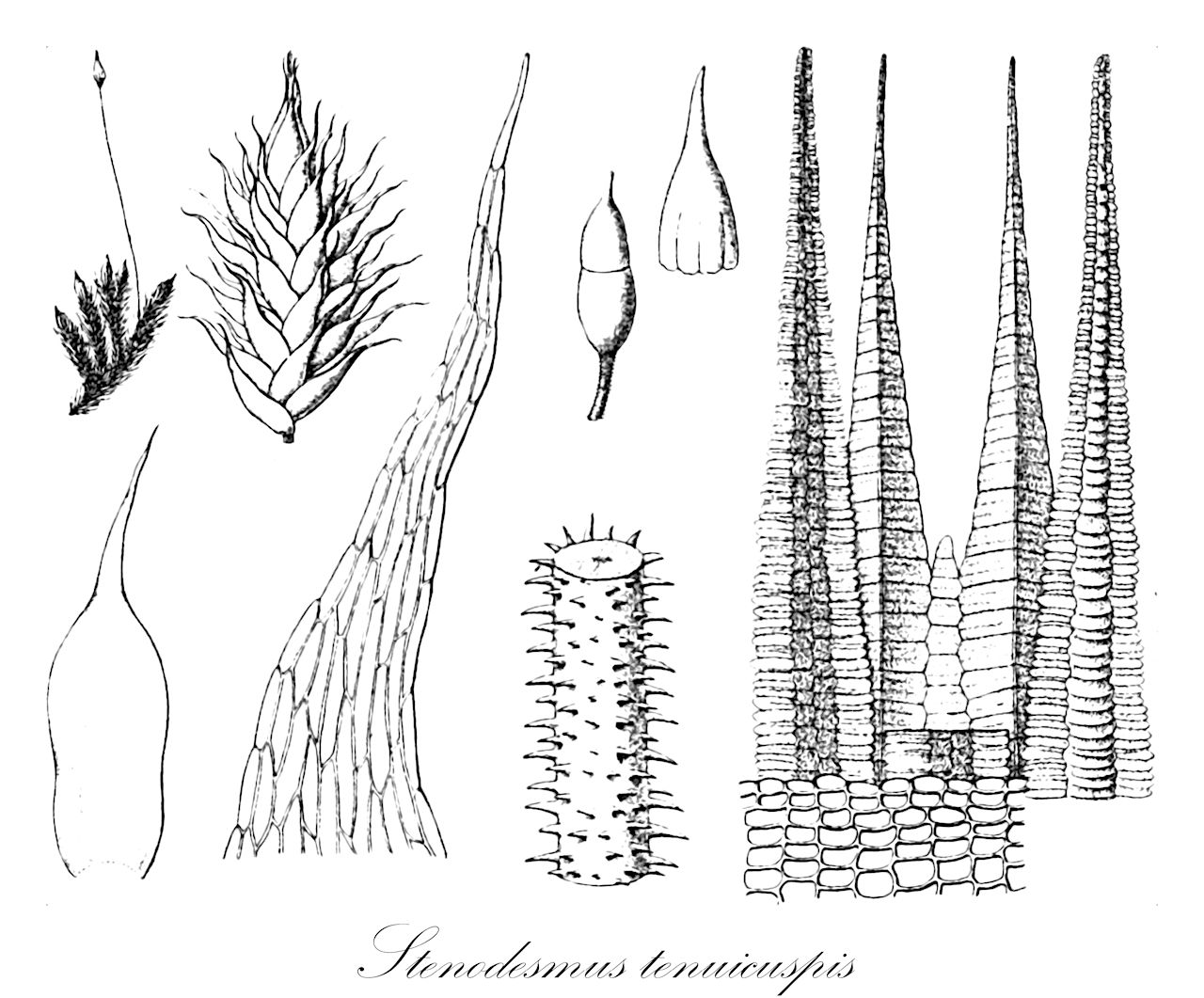 Stenodesmus tenuicuspis - Callicostaceae,Plantae,Bryobiotina,Bryophyta,Bryopsida,Bryidae,Hypnanae,Hookeriales,Callicostaceae,Stenodesmus,Stenodesmus tenuicuspis,Hookeria tenuicuspis