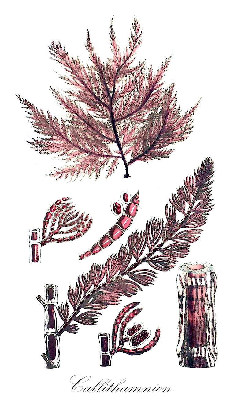 Callithamnion - Callithamniaceae,Biota,Plantae,Rhodophyta,Eurhodophytina,Florideophyceae,Ceramiales,Callithamniaceae,Callithamnion,Aristothamnion, Ceratothamnion, Dasythamnion, Dorythamnion, Leptothamnion, Phlebothamnion