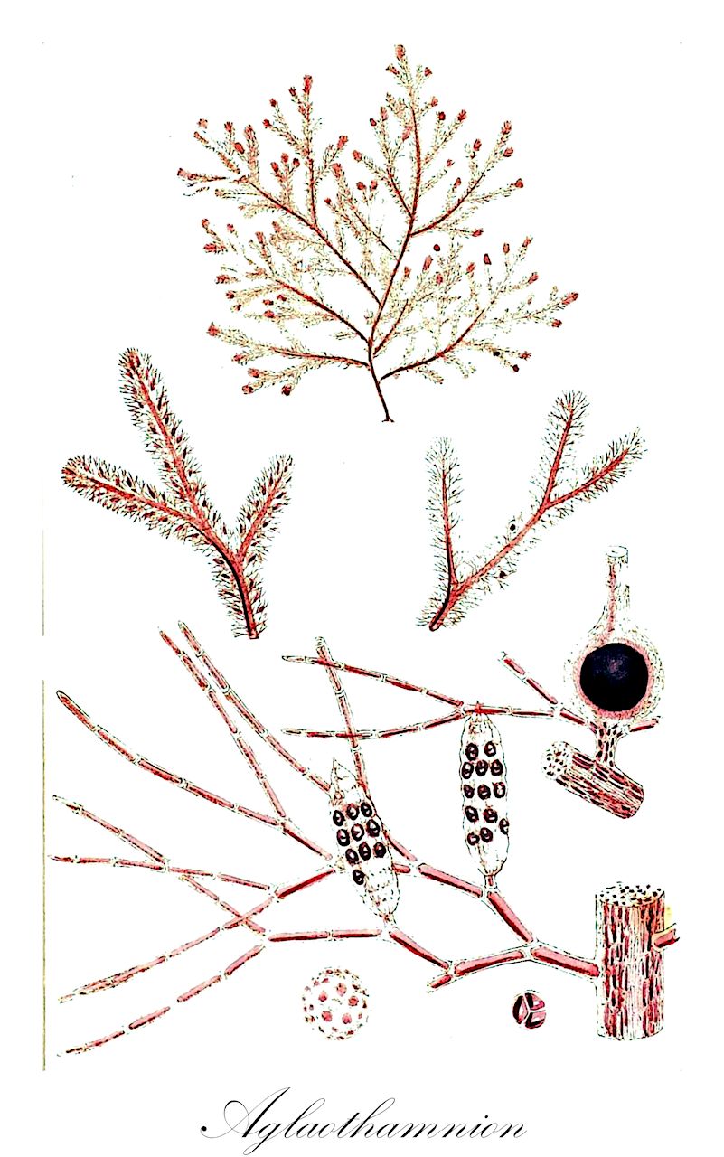 Aglaothamnion - Callithamniaceae,Biota,Plantae,Rhodophyta,Eurhodophytina,Florideophyceae,Ceramiales,Callithamniaceae,Aglaothamnion