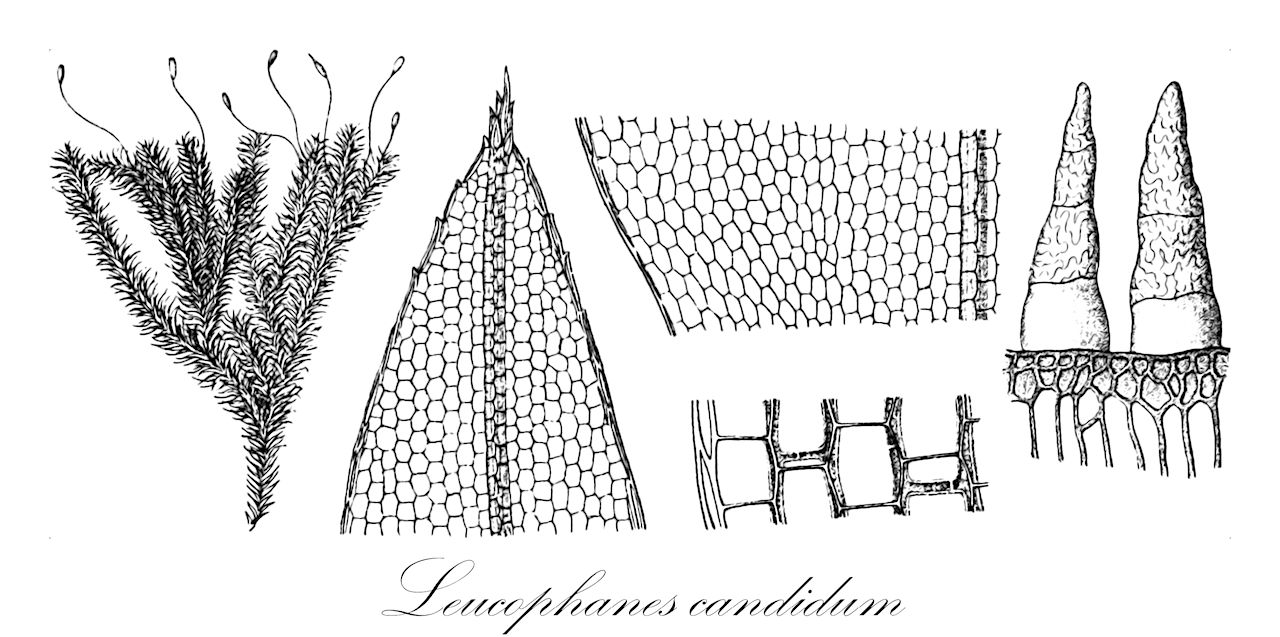 Leucophanes candidum - Calymperaceae,Plantae,Bryobiotina,Bryophyta,Bryopsida,Dicranidae,Dicranales,Calymperaceae,Leucophanes,Leucophanes candidum,Arthrocormus squarrosus, Didymodon sphagnoides, Leucobryum naumannii, Leucophanes candidum var. densifolium, Leucophanes densifolium, Leucophanes naumannii, Leucophanes recurvum, Leucophanes reinwardtianum, Leucophanes squarrosum, Leucophanes tetensii, Octoblepharum densifolium, Octoblepharum recurvum, Octoblepharum squarrosum, Syrrhopodon candidus