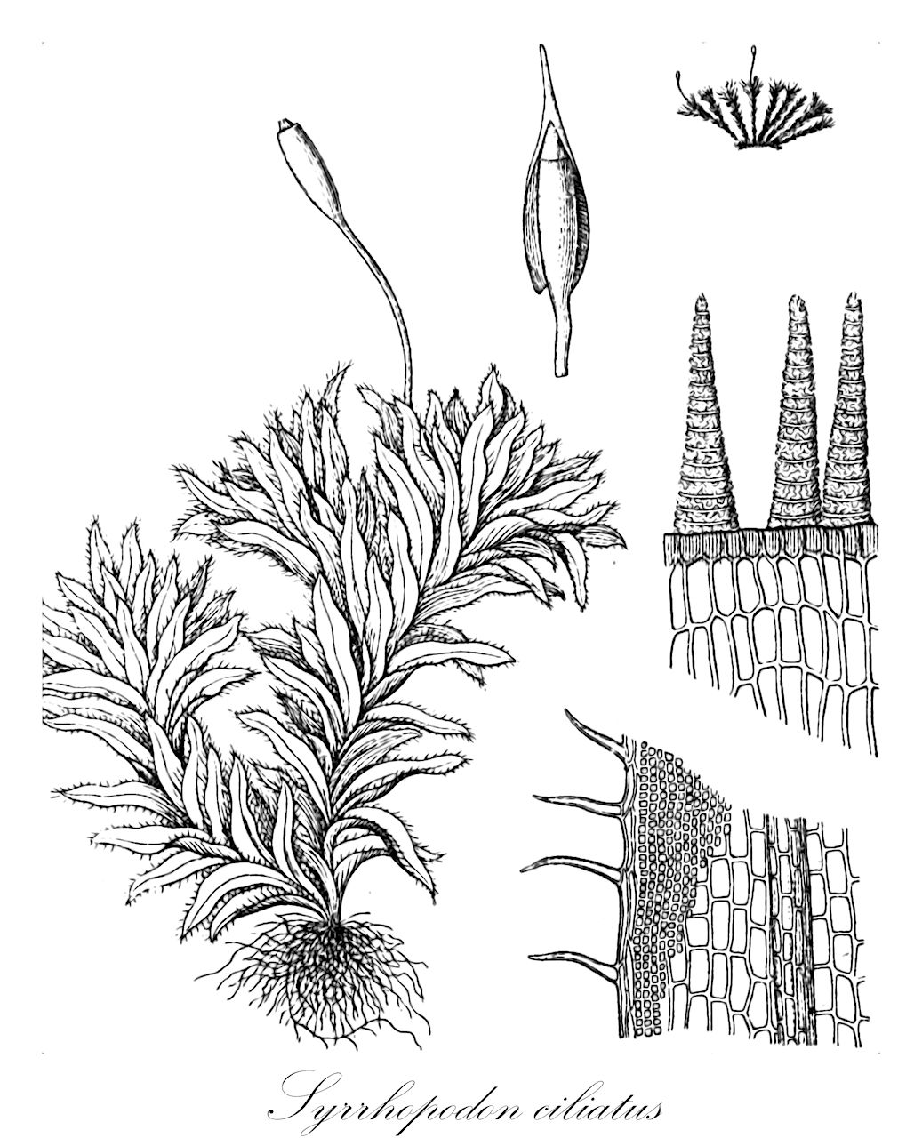 Syrrhopodon ciliatus - Calymperaceae,Plantae,Bryobiotina,Bryophyta,Bryopsida,Dicranidae,Dicranales,Calymperaceae,Syrrhopodon,Syrrhopodon ciliatus,Syrrhopodon ciliatus f. pseudopodianus, Trachymitrium ciliatum, Weissia ciliata