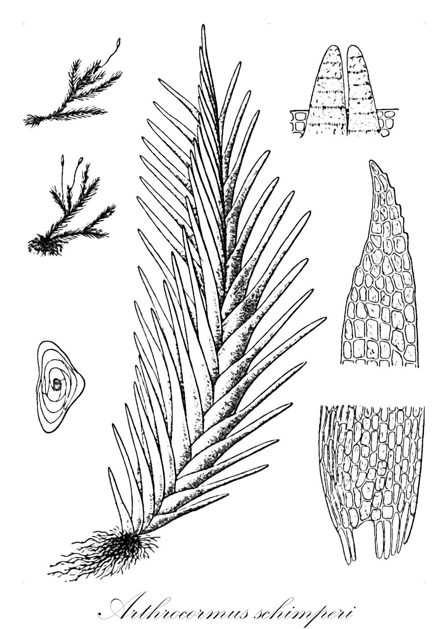 Arthrocormus schimperi - Calymperaceae,Plantae,Bryobiotina,Bryophyta,Bryopsida,Dicranidae,Dicranales,Calymperaceae,Arthrocormus,Arthrocormus schimperi,Mielichhoferia schimperi, Octoblepharum schimperi