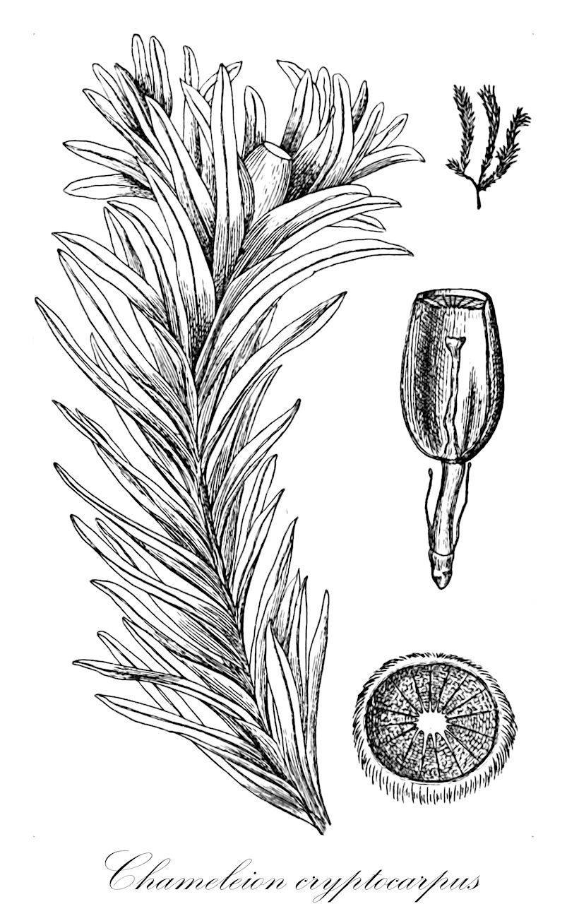 Chameleion cryptocarpus - Calymperaceae,Plantae,Bryobiotina,Bryophyta,Bryopsida,Dicranidae,Dicranales,Calymperaceae,Chameleion,Chameleion cryptocarpus,Calymperes leboucherianum, Heliconema cryptocarpus, Syrrhopodon alatomarginatus, Syrrhopodon cryptocarpus, Syrrhopodon leboucherianus, Syrrhopodon lineaefolius, Syrrhopodon spruceanus