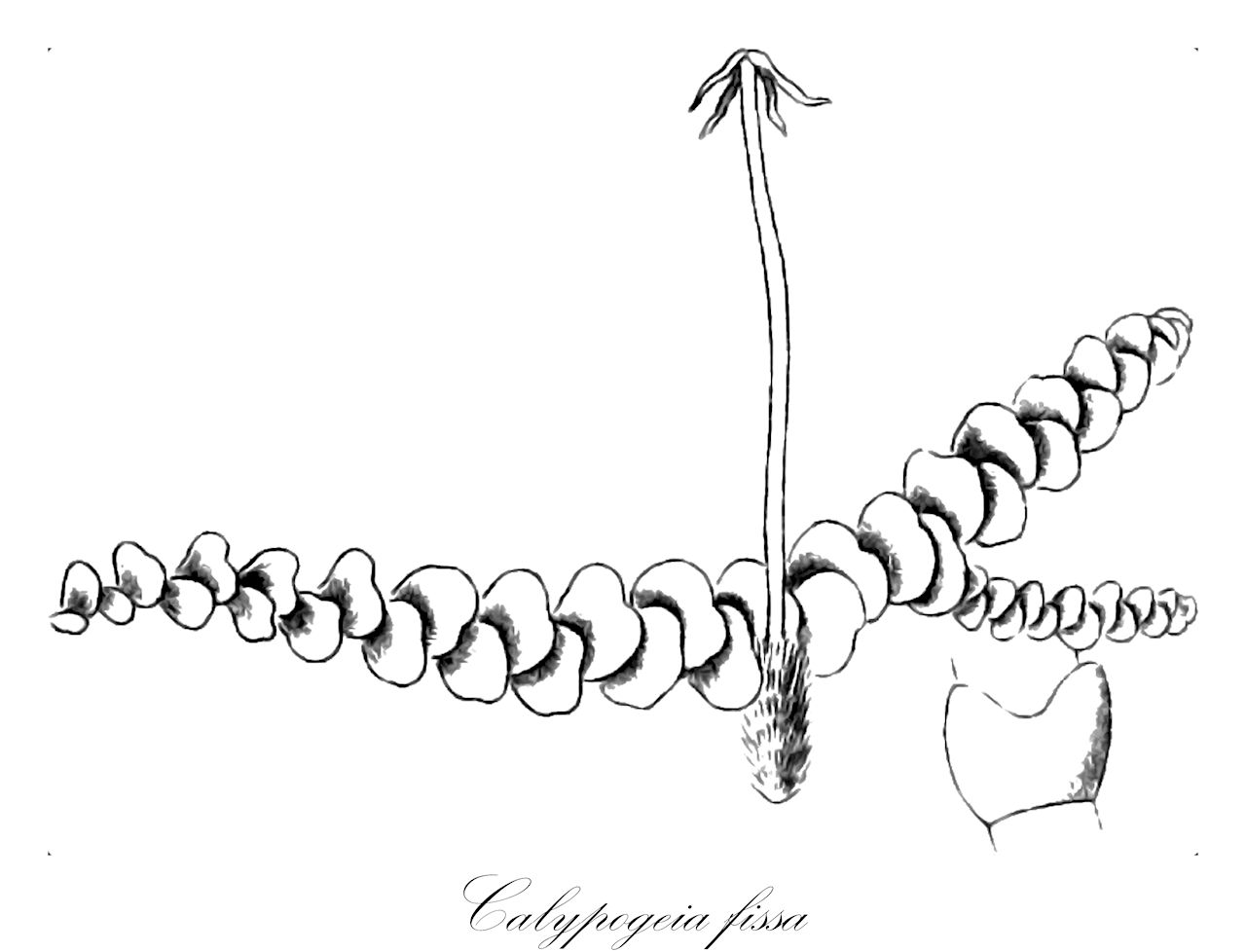 Calypogeia fissa - Calypogeiaceae,Plantae,Bryobiotina,Marchantiophyta,Jungermanniopsida,Jungermanniidae,Jungermanniales,Calypogeiaceae,Calypogeia,Calypogeia fissa,Calypogeia fissa f. adscendens, Calypogeia fissa f. decurrens, Calypogeia fissa f. densa, Calypogeia fissa f. fissa, Calypogeia fissa f. gracilis, Calypogeia fissa f. imbricata, Calypogeia fissa f. subimmersa, Calypogeia fissa f. subintegrifolia, Calypogeia fissa f. subxerophila, Calypogeia fissa subsp. fissa, Calypogeia fissa var. integrifolia, Calypogeia fissa var. intermedia, Calypogeia fissa var. macrophylla, Calypogeia fissa var. microphylla, Calypogeia muelleriana f. decurrens, Calypogeia trichomanis, Calypogeia trichomanis f. acutifolia, Calypogeia trichomanis f. attenuata, Calypogeia trichomanis f. communis, Calypogeia trichomanis f. cornuta, Calypogeia trichomanis f. propagulifera, Calypogeia trichomanis f. sprengelii, Calypogeia trichomanis var. fissa, Calypogeia trichomanis var. gracilis, Calypogeia trichomanis var. sprengelii, Calypogeia trichomanis var. subimmersa, Cincinnulus calypogeia, Cincinnulus sprengelii, Cincinnulus trichomanis, Cincinnulus trichomanis f. propagulifer, Cincinnulus trichomanis var. communis, Cincinnulus trichomanis var. fissus, Cincinnulus trichomanis var. sprengelii, Jungermannia bidentata var. media, Jungermannia bidentata var. minor, Jungermannia bidentata var. sphaerocephala, Jungermannia calypogeia, Jungermannia fissa, Jungermannia scalaris, Jungermannia scalaris, Jungermannia scalaris, Jungermannia scalaris var. filiformis, Jungermannia scalaris var. sterilis, Jungermannia sphaerocephala, Jungermannia sprengelii, Jungermannia trichomanis, Jungermannia trichomanis var. pallescens, Jungermannia trichomanoides, Kantius calypogeus, Kantius calypogeus f. subintegrifolius, Kantius fissus, Kantius sprengelii, Kantius trichomanis, Kantius trichomanis var. fissus, Kantius trichomanis var. gracilis, Kantius trichomanis var. intermedius, Kantius trichomanis var. sprengelii, Kantius trichomanis var. subimmersus, Lophocolea minor var. media, Mnium fissum, Mnium globuliferum, Mnium jungermanioides, Mnium trichomanis, Mnium trichomanis, Solenostoma scalare