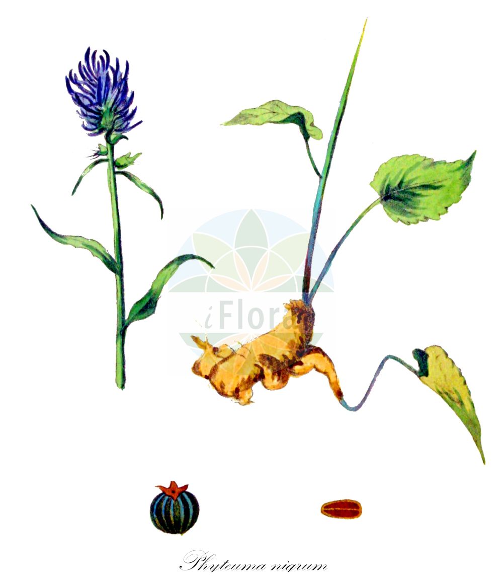 Historische Abbildung von Phyteuma nigrum (Schwarze Teufelskralle - Black Rampion). Das Bild zeigt Blatt, Bluete, Frucht und Same. ---- Historical Drawing of Phyteuma nigrum (Schwarze Teufelskralle - Black Rampion). The image is showing leaf, flower, fruit and seed.(Phyteuma nigrum,Schwarze Teufelskralle,Black Rampion,Phyteuma nigrum,Phyteuma spicatum subsp. nigrum,Schwarze Teufelskralle,Black Rampion,Phyteuma,Teufelkralle,Rampion,Campanulaceae,Glockenblumengewächse,Lobelia family,Blatt,Bluete,Frucht,Same,leaf,flower,fruit,seed,Kops (1800-1934))