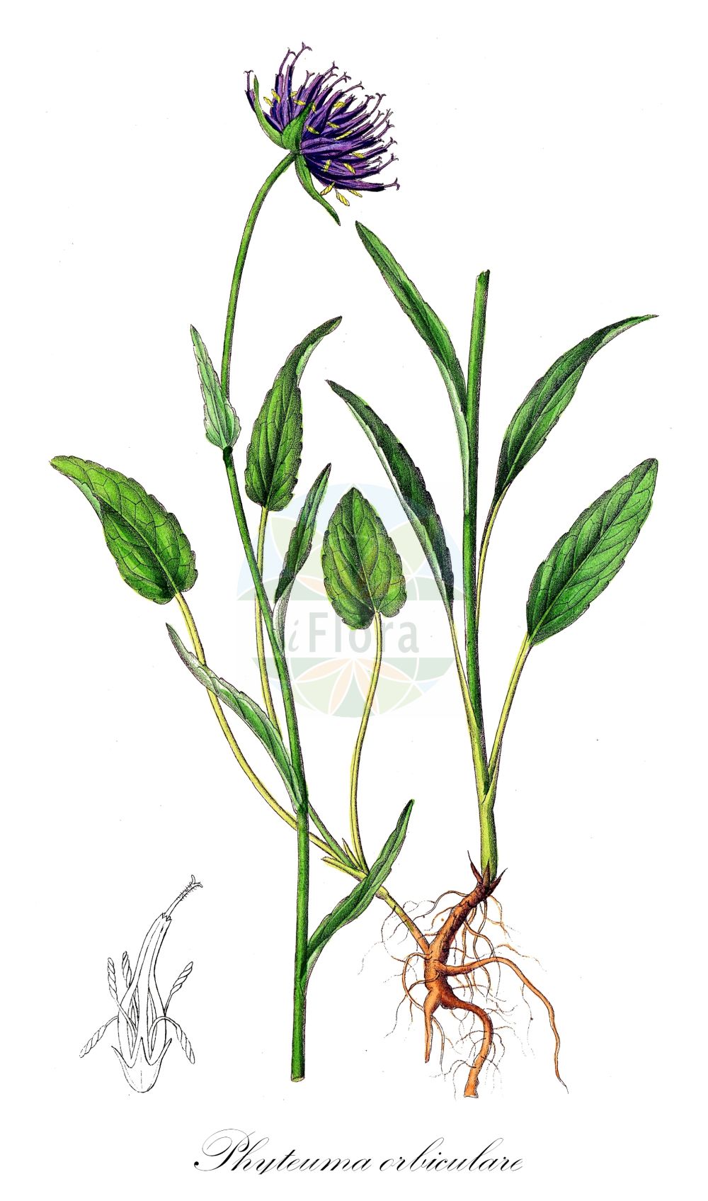 Historische Abbildung von Phyteuma orbiculare (Kugelige Teufelskralle - Round-headed Rampion). Das Bild zeigt Blatt, Bluete, Frucht und Same. ---- Historical Drawing of Phyteuma orbiculare (Kugelige Teufelskralle - Round-headed Rampion). The image is showing leaf, flower, fruit and seed.(Phyteuma orbiculare,Kugelige Teufelskralle,Round-headed Rampion,Phyteuma austriacum,Phyteuma cordifolium,Phyteuma ellipticifolium,Phyteuma fistulosum,Phyteuma hispanicum,Phyteuma lanceolatum,Phyteuma montanum,Phyteuma orbiculare,Phyteuma tenerum subsp. anglicum,Kugelige Teufelskralle,Kugelige Teufelskralle i.e.S.,Rundkopf-Teufelskralle,Round-headed Rampion,English Round-headed Rampion,Phyteuma,Teufelkralle,Rampion,Campanulaceae,Glockenblumengewächse,Lobelia family,Blatt,Bluete,Frucht,Same,leaf,flower,fruit,seed,Dietrich (1833-1844))
