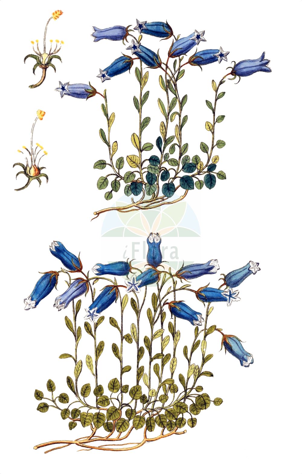 Historische Abbildung von Campanula zoysii. Das Bild zeigt Blatt, Bluete, Frucht und Same. ---- Historical Drawing of Campanula zoysii. The image is showing leaf, flower, fruit and seed.(Campanula zoysii,Campanula zoysii,Campanula,Glockenblume,Bellflower,Campanulaceae,Glockenblumengewächse,Lobelia family,Blatt,Bluete,Frucht,Same,leaf,flower,fruit,seed)