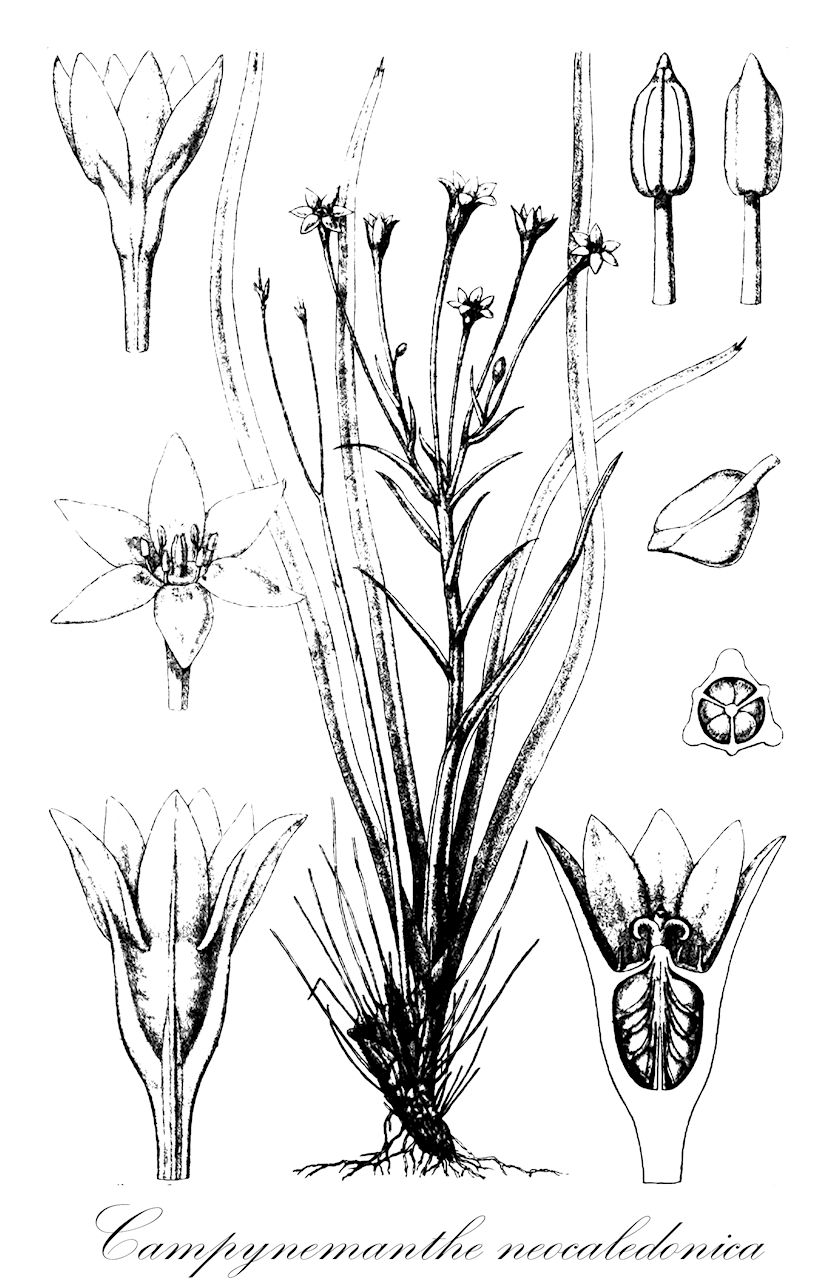 Campynemanthe neocaledonica - Campynemataceae,Plantae,Pteridobiotina,Angiosperms,Liliales,Campynemataceae,Campynemanthe,Campynemanthe neocaledonica,Campynema neocaledonicum