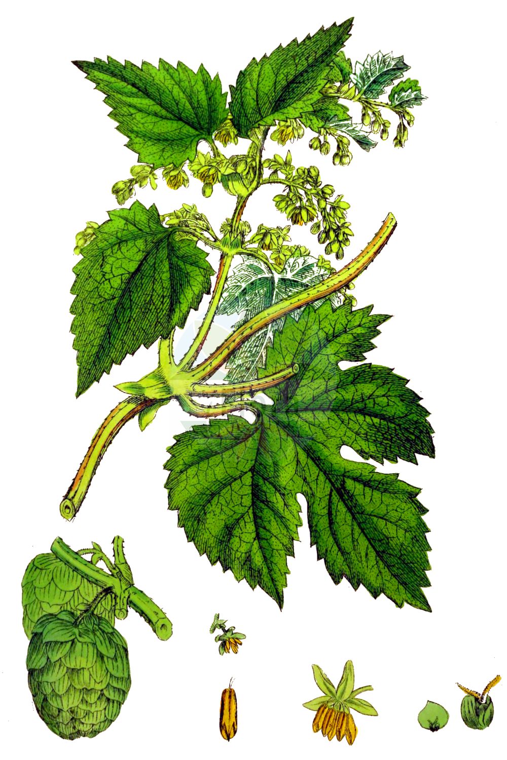 Historische Abbildung von Humulus lupulus (Gewöhnlicher Hopfen - Hop). Das Bild zeigt Blatt, Bluete, Frucht und Same. ---- Historical Drawing of Humulus lupulus (Gewöhnlicher Hopfen - Hop). The image is showing leaf, flower, fruit and seed.(Humulus lupulus,Gewöhnlicher Hopfen,Hop,Humulus lupulus,Gewoehnlicher Hopfen,Hop,Common Hop,Humulus,Hopfen,Hop,Cannabaceae,Hanfgewächse,Hemp family,Blatt,Bluete,Frucht,Same,leaf,flower,fruit,seed,Sowerby (1790-1813))