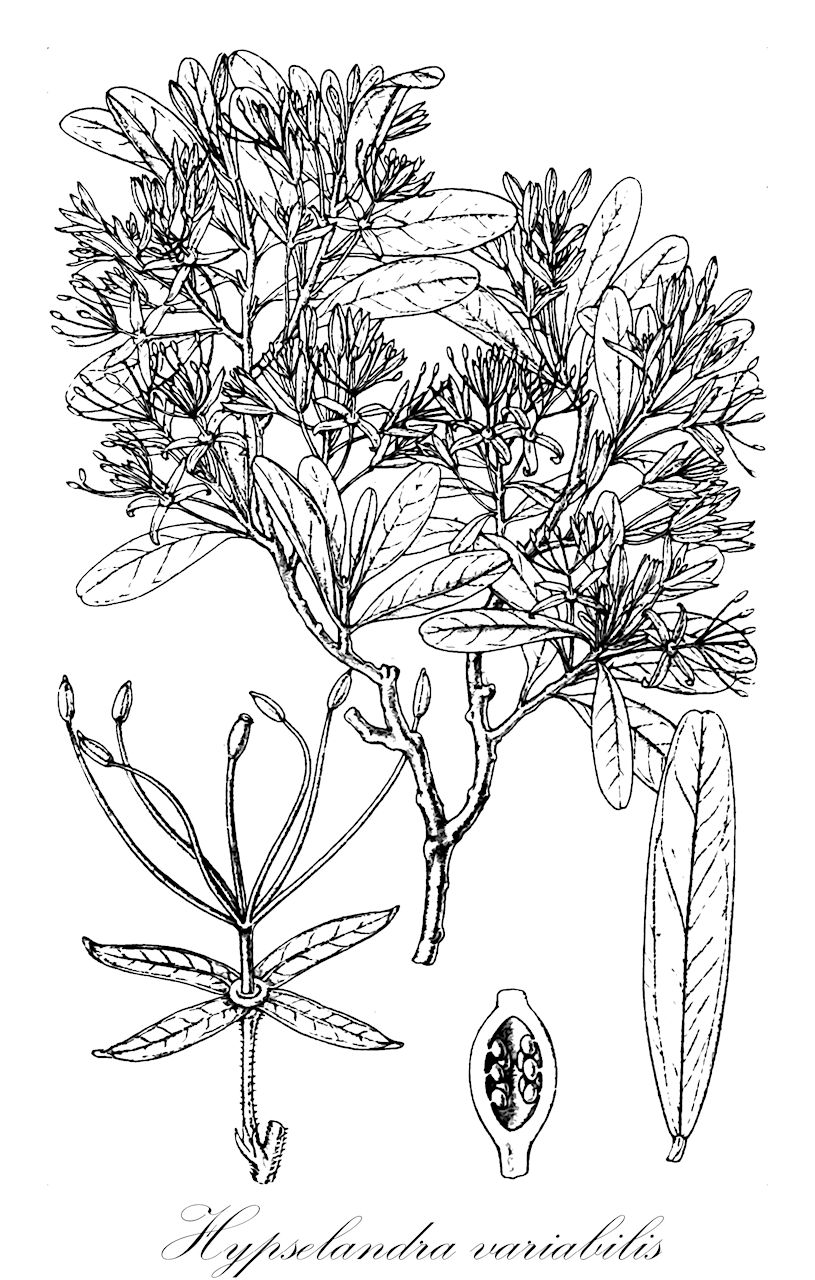 Hypselandra variabilis - Capparaceae,Boscia prunoides, Boscia variabilis, Bosciopsis variabilis, Niebuhria variabilis,Plantae,Pteridobiotina,Angiosperms,Brassicales,Capparaceae,Hypselandra,Hypselandra variabilis