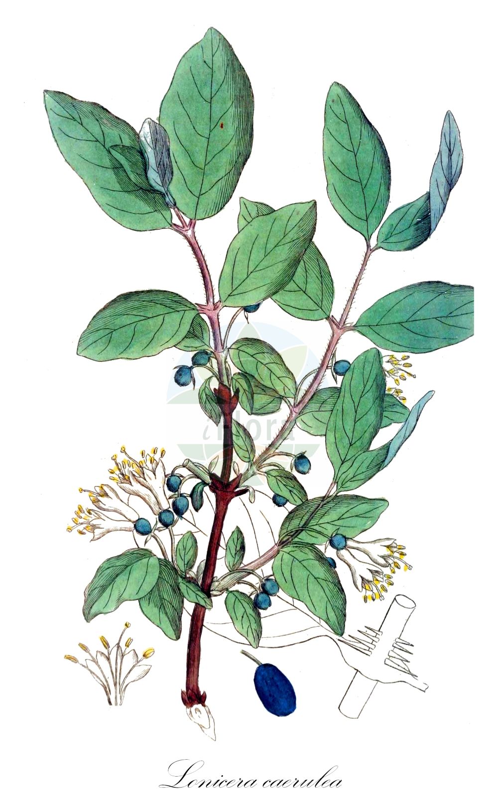 Historische Abbildung von Lonicera caerulea (Blaue Heckenkirsche - Blue-berried Honeysuckle). Das Bild zeigt Blatt, Bluete, Frucht und Same. ---- Historical Drawing of Lonicera caerulea (Blaue Heckenkirsche - Blue-berried Honeysuckle). The image is showing leaf, flower, fruit and seed.(Lonicera caerulea,Blaue Heckenkirsche,Blue-berried Honeysuckle,Caprifolium borbasianum,Lonicera borbasiana,Lonicera caerulea,Blaue Heckenkirsche,Blaues Geissblatt,Blue-berried Honeysuckle,Blue Honeysuckle,Weetberry Honeysuckle,Sweetberry Honeysuckle,Lonicera,Heckenkirsche,Honeysuckle,Caprifoliaceae,Geißblattgewächse,Honeysuckle family,Blatt,Bluete,Frucht,Same,leaf,flower,fruit,seed,Svensk Botanik (Svensk Botanik))
