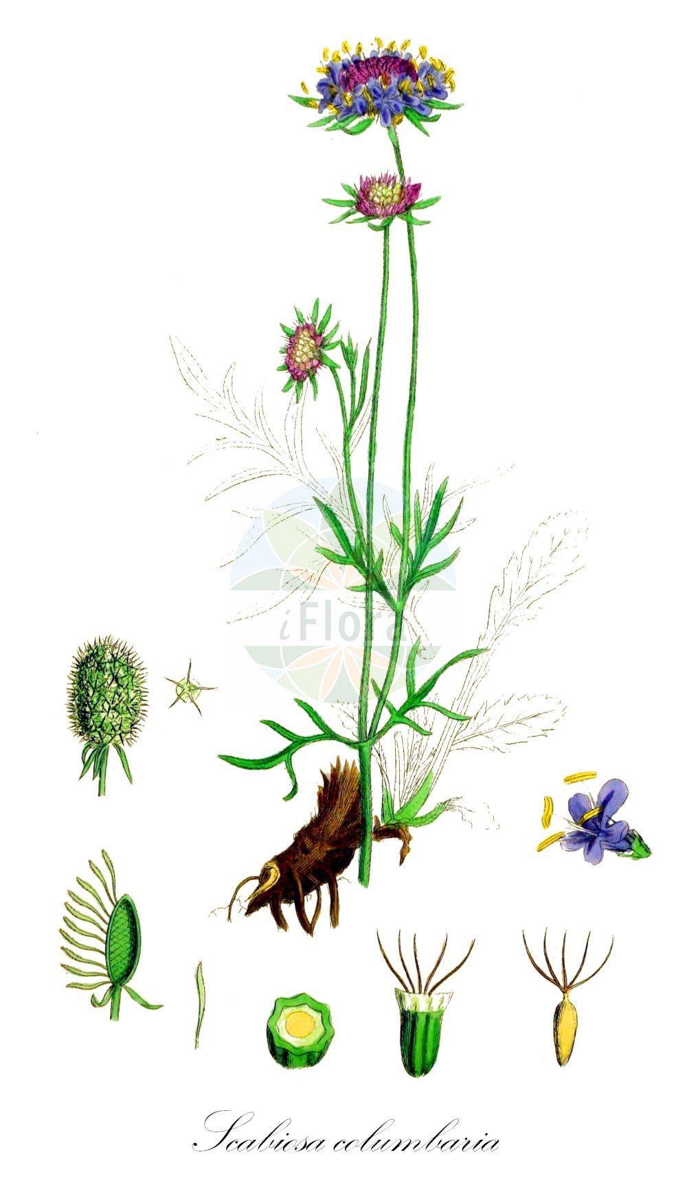 Historische Abbildung von Scabiosa columbaria (Tauben-Skabiose - Small Scabious). Das Bild zeigt Blatt, Bluete, Frucht und Same. ---- Historical Drawing of Scabiosa columbaria (Tauben-Skabiose - Small Scabious). The image is showing leaf, flower, fruit and seed.(Scabiosa columbaria,Tauben-Skabiose,Small Scabious,Scabiosa affinis,Scabiosa amoena,Scabiosa angulata,Scabiosa banatica,Scabiosa ceratophylla,Scabiosa columnae,Scabiosa communis,Scabiosa columbaria,Tauben-Skabiose,Small Scabious,Dove Scabious,Dove Pincushions,Scabiosa,Skabiose,Scabious,Caprifoliaceae,Geißblattgewächse,Honeysuckle family,Blatt,Bluete,Frucht,Same,leaf,flower,fruit,seed,Sowerby (1790-1813))