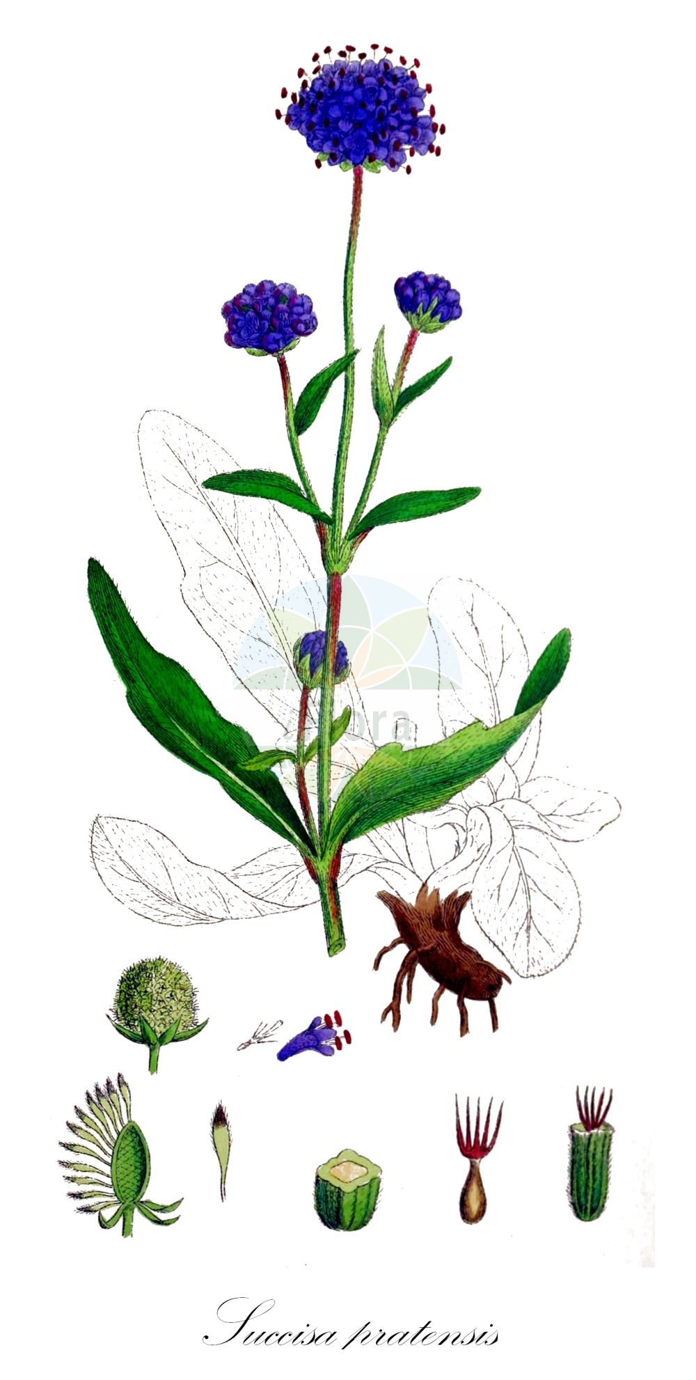 Historische Abbildung von Succisa pratensis (Gewöhnlicher Teufelsabbiß - Devil's-bit Scabious). Das Bild zeigt Blatt, Bluete, Frucht und Same. ---- Historical Drawing of Succisa pratensis (Gewöhnlicher Teufelsabbiß - Devil's-bit Scabious). The image is showing leaf, flower, fruit and seed.(Succisa pratensis,Gewöhnlicher Teufelsabbiß,Devil's-bit Scabious,Scabiosa glabrata,Scabiosa succisa,Succisa praemorsa,Succisa pratensis,Gewoehnlicher Teufelsabbiss,Devil's-bit Scabious,Devilsbit,Succisa,Teufelsabbiß,Devil’S Bit Scabious,Caprifoliaceae,Geißblattgewächse,Honeysuckle family,Blatt,Bluete,Frucht,Same,leaf,flower,fruit,seed,Sowerby (1790-1813))