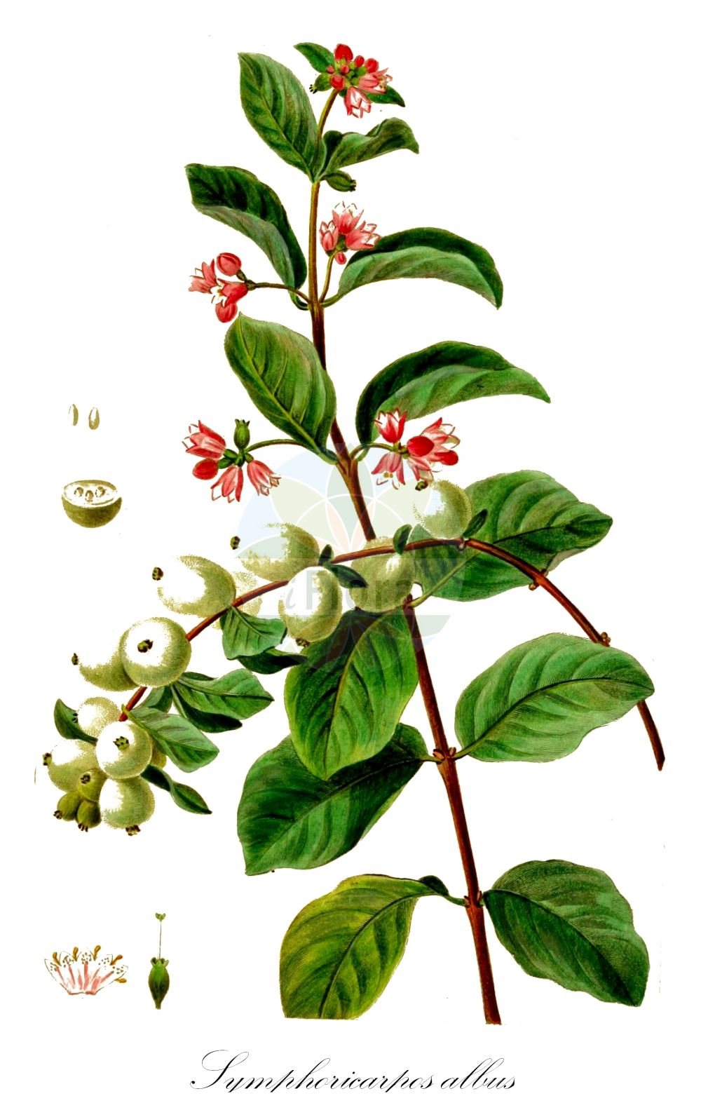 Historische Abbildung von Symphoricarpos albus (Gewöhnliche Schneebeere - Snowberry). Das Bild zeigt Blatt, Bluete, Frucht und Same. ---- Historical Drawing of Symphoricarpos albus (Gewöhnliche Schneebeere - Snowberry). The image is showing leaf, flower, fruit and seed.(Symphoricarpos albus,Gewöhnliche Schneebeere,Snowberry,Symphoricarpos albus,Symphoricarpos racemosus,Symphoricarpos rivularis,Vaccinium album,Gewoehnliche Schneebeere,Knackbeere,Knallerbse,Snowberry,Common Snowberry,Symphoricarpos,Schneebeere,Snowberry,Caprifoliaceae,Geißblattgewächse,Honeysuckle family,Blatt,Bluete,Frucht,Same,leaf,flower,fruit,seed)