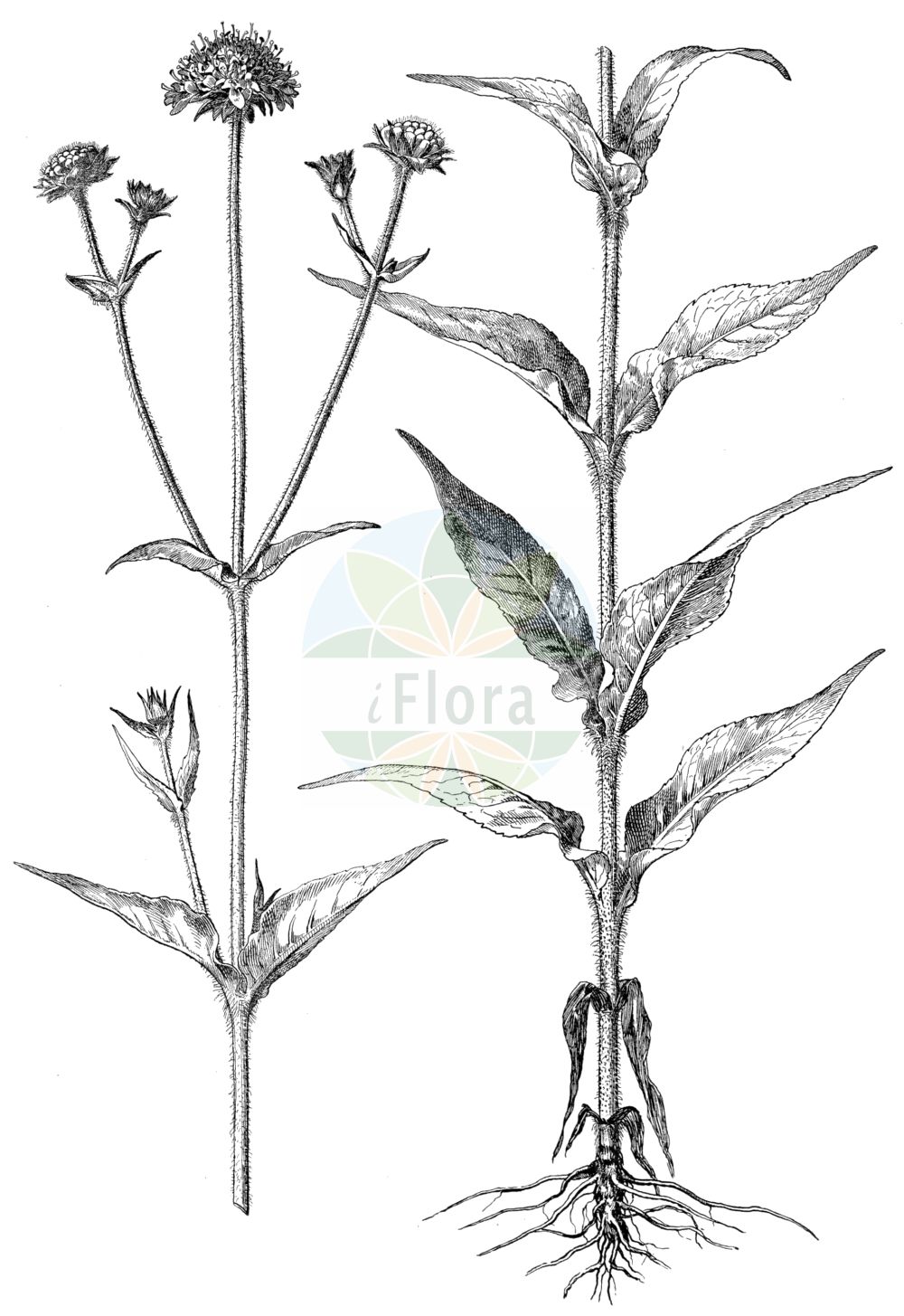 Historische Abbildung von Knautia dipsacifolia (Wald-Witwenblume). Das Bild zeigt Blatt, Bluete, Frucht und Same. ---- Historical Drawing of Knautia dipsacifolia (Wald-Witwenblume). The image is showing leaf, flower, fruit and seed.(Knautia dipsacifolia,Wald-Witwenblume,Knautia chabertii,Knautia dipsacifolia,Knautia sylvatica,Knautia sylvatica (L.) Duby,Scabiosa dipsacifolia,Trichera sylvatica,Wald-Witwenblume,Knautia,Witwenblume,Scabious,Caprifoliaceae,Geißblattgewächse,Honeysuckle family,Blatt,Bluete,Frucht,Same,leaf,flower,fruit,seed,Oltmanns (1927))