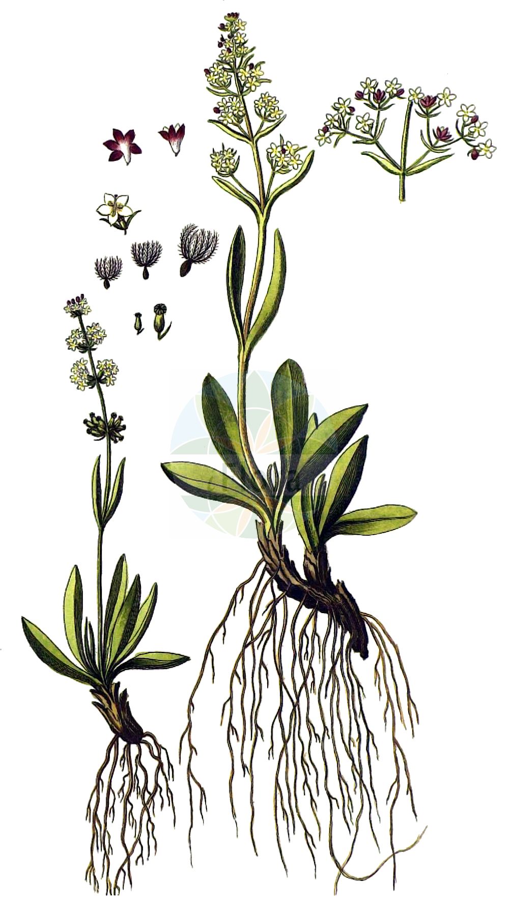 Caprifoliaceae