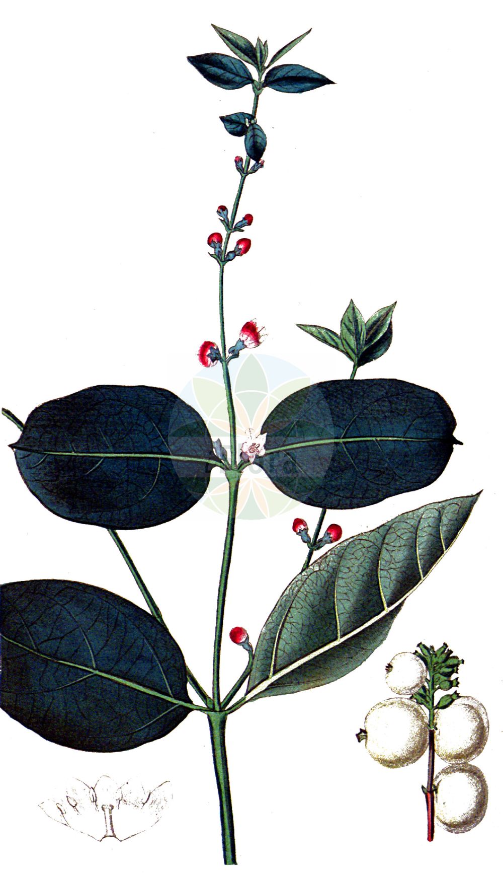 Historische Abbildung von Symphoricarpos albus (Gewöhnliche Schneebeere - Snowberry). Das Bild zeigt Blatt, Bluete, Frucht und Same. ---- Historical Drawing of Symphoricarpos albus (Gewöhnliche Schneebeere - Snowberry). The image is showing leaf, flower, fruit and seed.(Symphoricarpos albus,Gewöhnliche Schneebeere,Snowberry,Symphoricarpos albus,Symphoricarpos racemosus,Symphoricarpos rivularis,Vaccinium album,Gewoehnliche Schneebeere,Knackbeere,Knallerbse,Snowberry,Common Snowberry,Symphoricarpos,Schneebeere,Snowberry,Caprifoliaceae,Geißblattgewächse,Honeysuckle family,Blatt,Bluete,Frucht,Same,leaf,flower,fruit,seed,Curtis Botanical Magazine (1787f))
