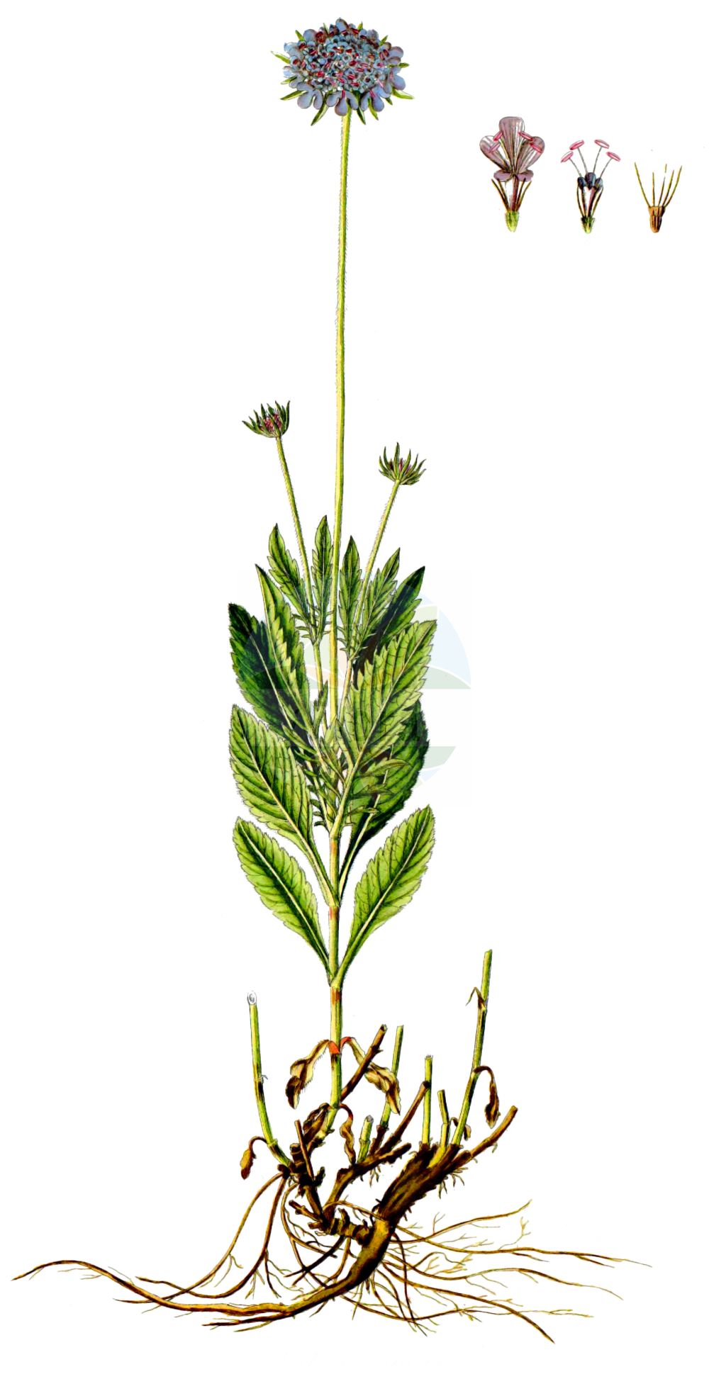 Historische Abbildung von Scabiosa lucida (Glänzende Skabiose - Glossy Scabious). Das Bild zeigt Blatt, Bluete, Frucht und Same. ---- Historical Drawing of Scabiosa lucida (Glänzende Skabiose - Glossy Scabious). The image is showing leaf, flower, fruit and seed.(Scabiosa lucida,Glänzende Skabiose,Glossy Scabious,Scabiosa lucida,Scabiosa opaca,Scabiosa pubescens,Glaenzende Skabiose,Glossy Scabious,Shining Scabious,Scabiosa,Skabiose,Scabious,Caprifoliaceae,Geißblattgewächse,Honeysuckle family,Blatt,Bluete,Frucht,Same,leaf,flower,fruit,seed,Waldstein-Wartenberg & Kitaibel (1799-1812))