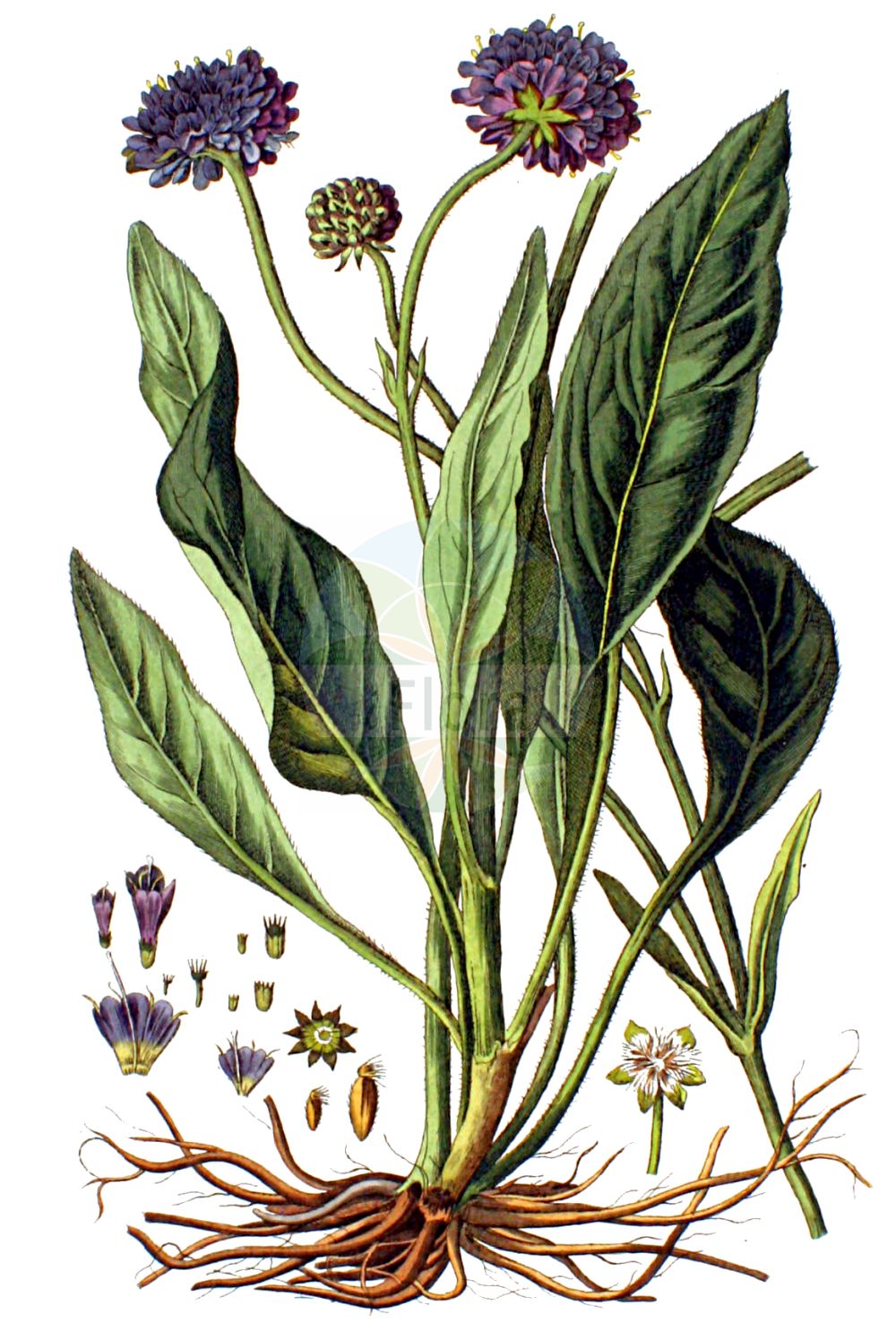 Historische Abbildung von Succisa pratensis (Gewöhnlicher Teufelsabbiß - Devil's-bit Scabious). Das Bild zeigt Blatt, Bluete, Frucht und Same. ---- Historical Drawing of Succisa pratensis (Gewöhnlicher Teufelsabbiß - Devil's-bit Scabious). The image is showing leaf, flower, fruit and seed.(Succisa pratensis,Gewöhnlicher Teufelsabbiß,Devil's-bit Scabious,Scabiosa glabrata,Scabiosa succisa,Succisa praemorsa,Succisa pratensis,Gewoehnlicher Teufelsabbiss,Devil's-bit Scabious,Devilsbit,Succisa,Teufelsabbiß,Devil’S Bit Scabious,Caprifoliaceae,Geißblattgewächse,Honeysuckle family,Blatt,Bluete,Frucht,Same,leaf,flower,fruit,seed,Kops (1800-1934))
