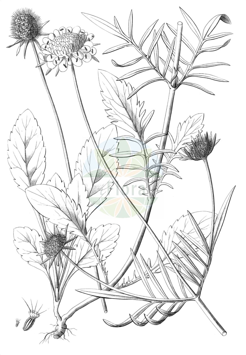 Historische Abbildung von Scabiosa lucida (Glänzende Skabiose - Glossy Scabious). Das Bild zeigt Blatt, Bluete, Frucht und Same. ---- Historical Drawing of Scabiosa lucida (Glänzende Skabiose - Glossy Scabious). The image is showing leaf, flower, fruit and seed.(Scabiosa lucida,Glänzende Skabiose,Glossy Scabious,Scabiosa lucida,Scabiosa opaca,Scabiosa pubescens,Glaenzende Skabiose,Glossy Scabious,Shining Scabious,Scabiosa,Skabiose,Scabious,Caprifoliaceae,Geißblattgewächse,Honeysuckle family,Blatt,Bluete,Frucht,Same,leaf,flower,fruit,seed,Reichenbach (1823-1832))