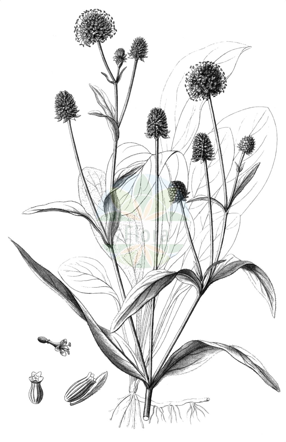 Historische Abbildung von Succisella inflexa (Sumpfabbiß - Southern Succisella). Das Bild zeigt Blatt, Bluete, Frucht und Same. ---- Historical Drawing of Succisella inflexa (Sumpfabbiß - Southern Succisella). The image is showing leaf, flower, fruit and seed.(Succisella inflexa,Sumpfabbiß,Southern Succisella,Scabiosa australis,Scabiosa inflexa,Succisa australis,Succisa inflexa,Succisella inflexa,Sumpfabbiss,Östlicher Teufelsabbiss,Southern Succisella,Devil's Bit,Succisella,Teufelsabbiß,Caprifoliaceae,Geißblattgewächse,Honeysuckle family,Blatt,Bluete,Frucht,Same,leaf,flower,fruit,seed,Reichenbach (1823-1832))