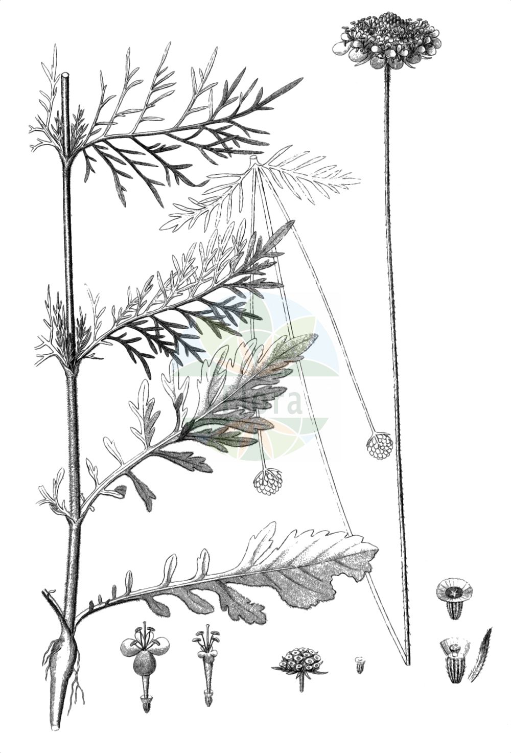 Historische Abbildung von Scabiosa triandra (Südliche Skabiose). Das Bild zeigt Blatt, Bluete, Frucht und Same. ---- Historical Drawing of Scabiosa triandra (Südliche Skabiose). The image is showing leaf, flower, fruit and seed.(Scabiosa triandra,Südliche Skabiose,Scabiosa agrestis,Scabiosa gramuntia,Scabiosa leiocephala,Scabiosa mollis,Scabiosa triandra,Scabiosa triandra subsp. agrestis,Suedliche Skabiose,Scabiosa,Skabiose,Scabious,Caprifoliaceae,Geißblattgewächse,Honeysuckle family,Blatt,Bluete,Frucht,Same,leaf,flower,fruit,seed,Reichenbach (1823-1832))