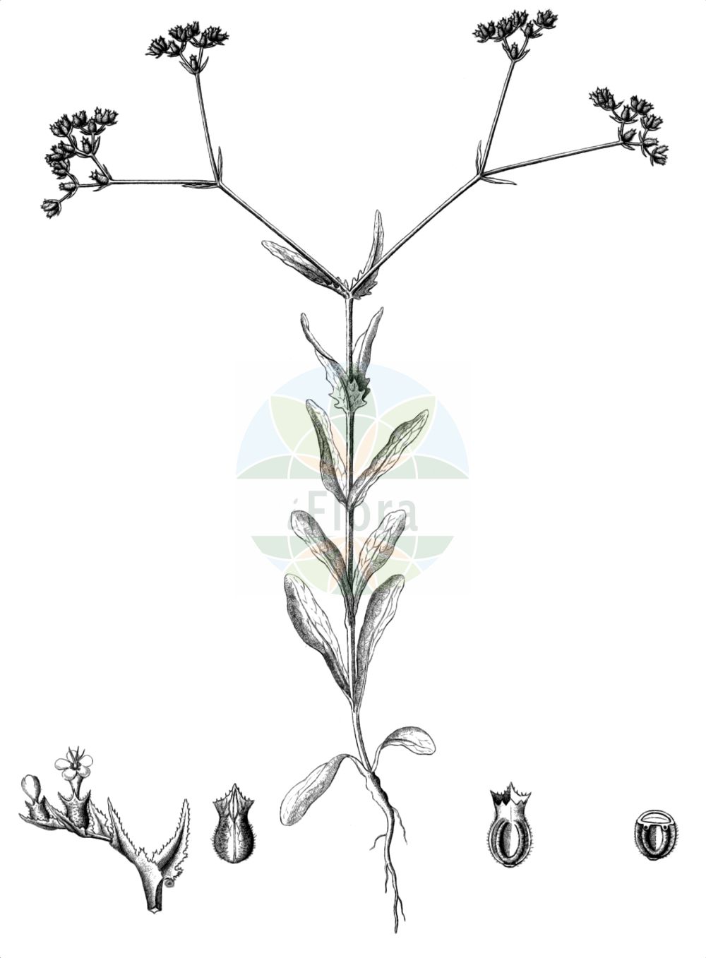 Historische Abbildung von Valerianella eriocarpa (Wollfrüchtiger Feldsalat - Hairy-fruited Cornsalad). Das Bild zeigt Blatt, Bluete, Frucht und Same. ---- Historical Drawing of Valerianella eriocarpa (Wollfrüchtiger Feldsalat - Hairy-fruited Cornsalad). The image is showing leaf, flower, fruit and seed.(Valerianella eriocarpa,Wollfrüchtiger Feldsalat,Hairy-fruited Cornsalad,Fedia muricata,Fedia truncata,Valerianella eriocarpa,Valerianella ibizae,Valerianella muricata,Valerianella truncata,Wollfruechtiger Feldsalat,Hairy-fruited Cornsalad,Italian Corn Salad,Valerianella,Rapunzel,Cornsalad,Caprifoliaceae,Geißblattgewächse,Honeysuckle family,Blatt,Bluete,Frucht,Same,leaf,flower,fruit,seed,Reichenbach (1823-1832))
