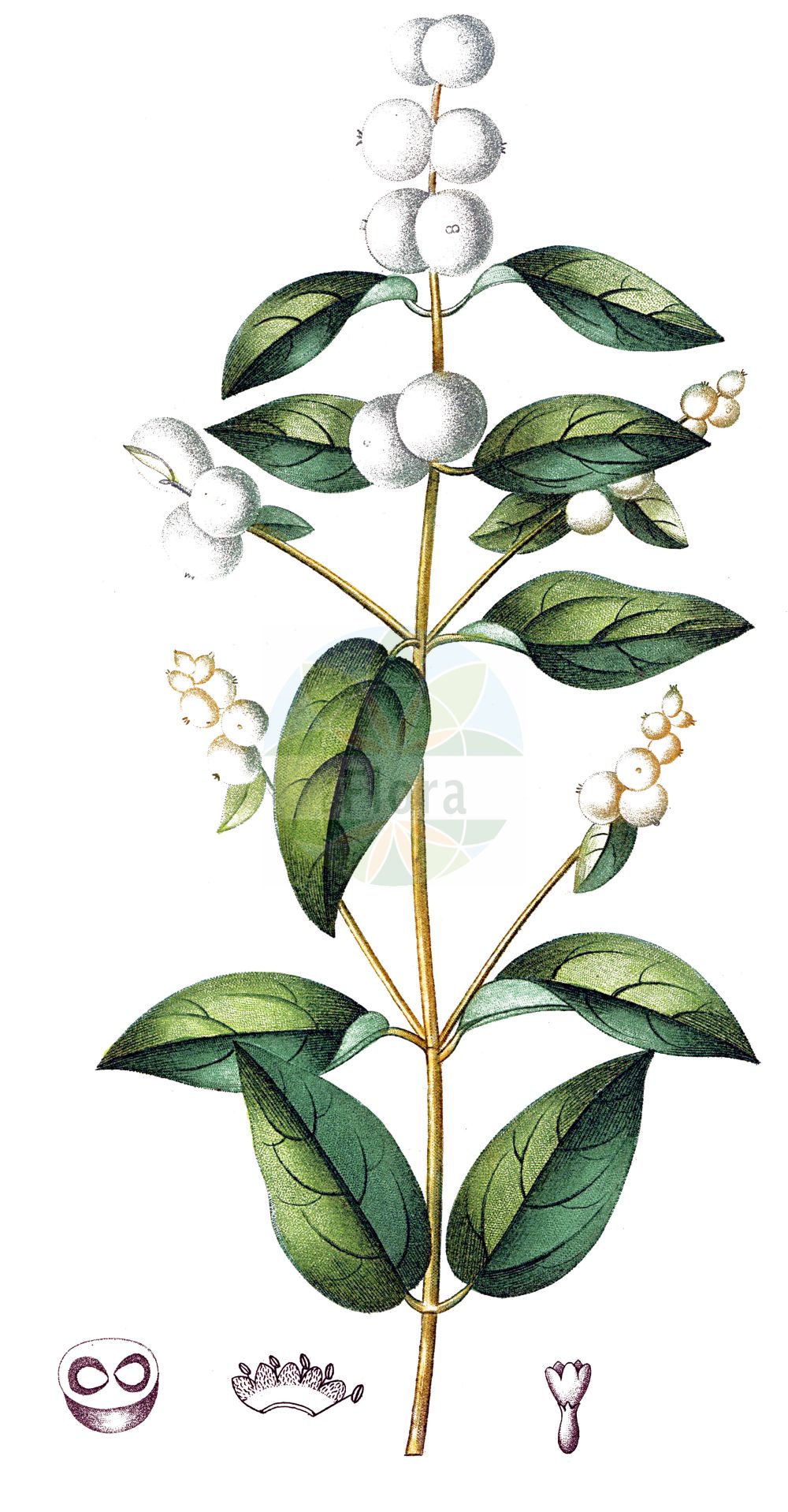Historische Abbildung von Symphoricarpos albus (Gewöhnliche Schneebeere - Snowberry). Das Bild zeigt Blatt, Bluete, Frucht und Same. ---- Historical Drawing of Symphoricarpos albus (Gewöhnliche Schneebeere - Snowberry). The image is showing leaf, flower, fruit and seed.(Symphoricarpos albus,Gewöhnliche Schneebeere,Snowberry,Symphoricarpos albus,Symphoricarpos racemosus,Symphoricarpos rivularis,Vaccinium album,Gewoehnliche Schneebeere,Knackbeere,Knallerbse,Snowberry,Common Snowberry,Symphoricarpos,Schneebeere,Snowberry,Caprifoliaceae,Geißblattgewächse,Honeysuckle family,Blatt,Bluete,Frucht,Same,leaf,flower,fruit,seed,de Saint-Hilaire (1824a))