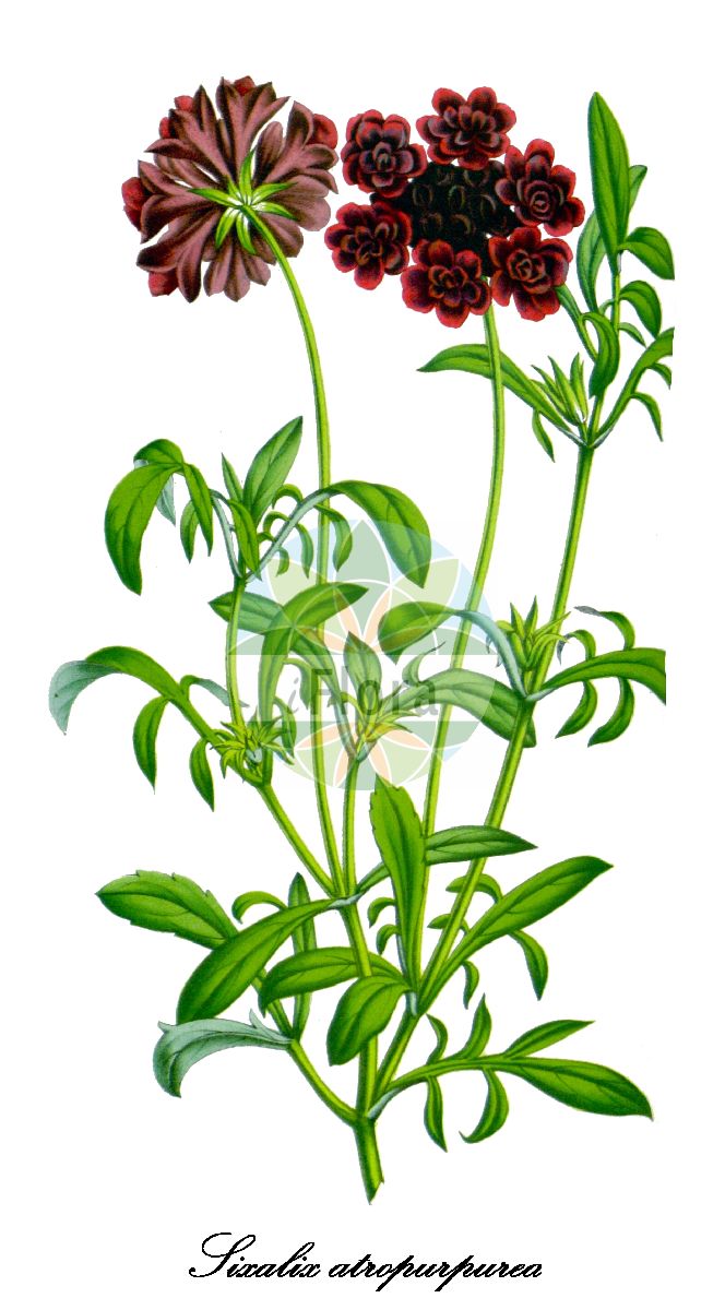 Historische Abbildung von Sixalix atropurpurea (Samt-Skabiose). Das Bild zeigt Blatt, Bluete, Frucht und Same. ---- Historical Drawing of Sixalix atropurpurea (Samt-Skabiose). The image is showing leaf, flower, fruit and seed.(Sixalix atropurpurea,Samt-Skabiose,Scabiosa atropurpurea,Purpur-Skabiose,Sixalix,Skabiose,Caprifoliaceae,Geißblattgewächse,Honeysuckle family,Blatt,Bluete,Frucht,Same,leaf,flower,fruit,seed,Flore des serres et des jardin de l’Europe (1845-1880))