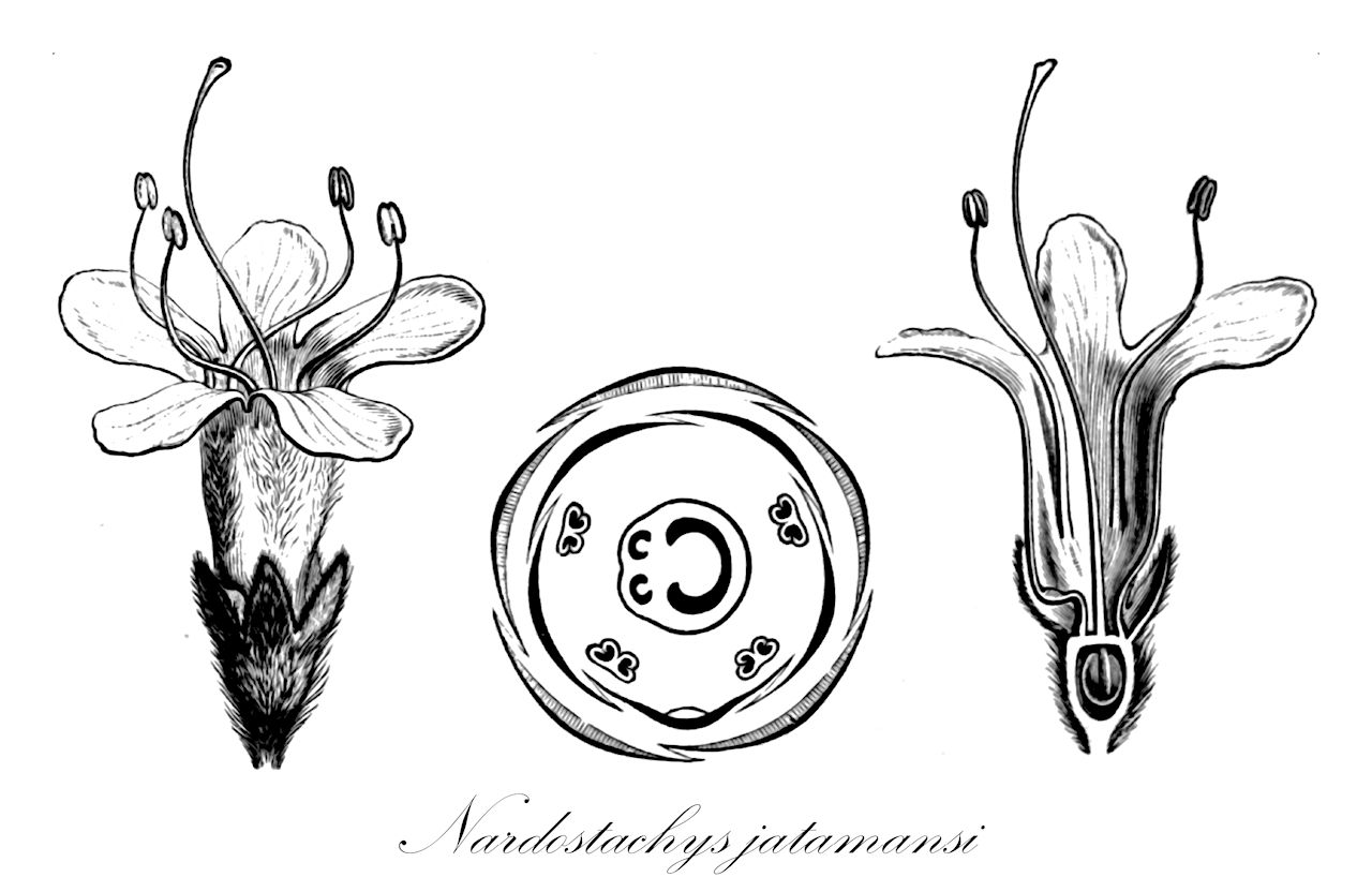 Nardostachys jatamansi - Caprifoliaceae,Plantae,Pteridobiotina,Angiosperms,Dipsacales,Caprifoliaceae,Nardostachys,Nardostachys jatamansi,Fedia grandiflora, Fedia jatamansi, Nardostachys chinensis, Nardostachys gracilis, Nardostachys grandiflora, Patrinia jatamansi, Valeriana jatamansi,Indische Narde