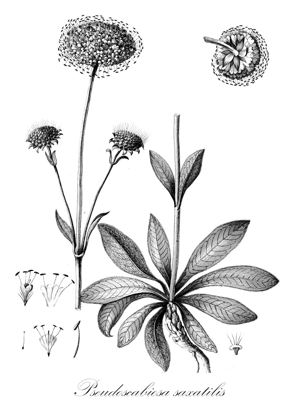 Pseudoscabiosa saxatilis - Caprifoliaceae,Plantae,Pteridobiotina,Angiosperms,Dipsacales,Caprifoliaceae,Pseudoscabiosa,Pseudoscabiosa saxatilis,Asterocephalus saxatilis, Scabiosa saxatilis, Trochocephalus saxatilis