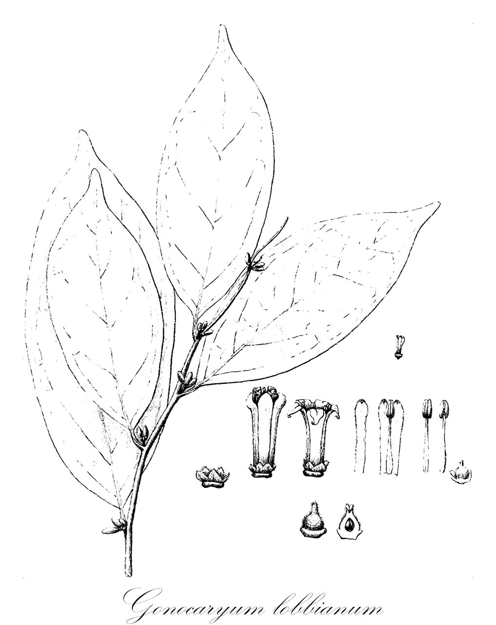 Gonocaryum lobbianum - Cardiopteridaceae,Gonocaryum griffithianum, Gonocaryum harmandianum, Gonocaryum maclurei, Gonocaryum pavieanum, Gonocaryum siamense, Gonocaryum subrostratum, Gonocaryum wallichii, Lasianthera macrocarpa, Phlebocalymna griffithiana, Phlebocalymna lobbiana, Platea griffithiana, Platea lobbiana, Stemonurus macrocarpus,Plantae,Pteridobiotina,Angiosperms,Aquifoliales,Cardiopteridaceae,Gonocaryum,Gonocaryum lobbianum