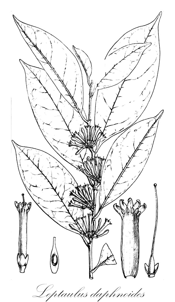 Leptaulus daphnoides - Cardiopteridaceae,Plantae,Pteridobiotina,Angiosperms,Aquifoliales,Cardiopteridaceae,Leptaulus,Leptaulus daphnoides,Icacina ledermannii