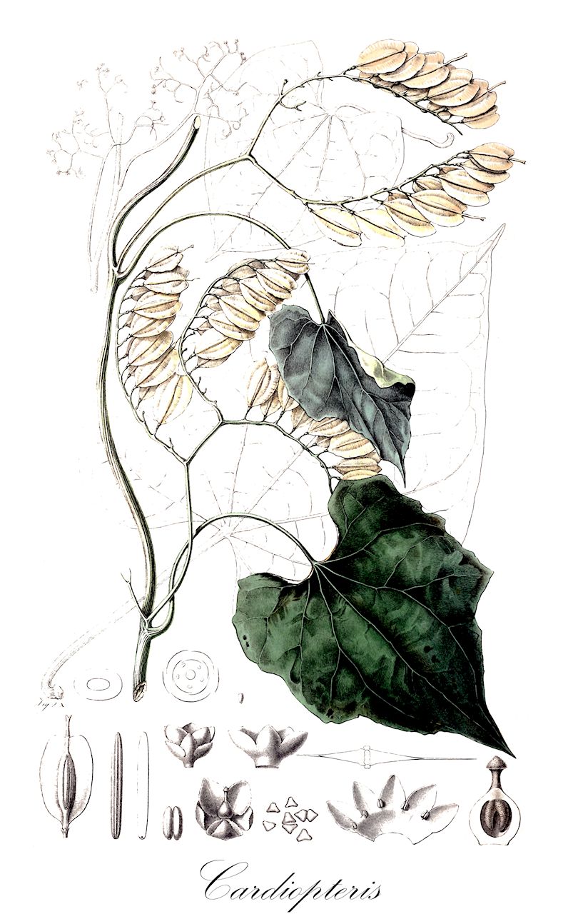 Cardiopteris - Cardiopteridaceae,Plantae,Pteridobiotina,Angiosperms,Aquifoliales,Cardiopteridaceae,Cardiopteris,Peripterygium, Sioja