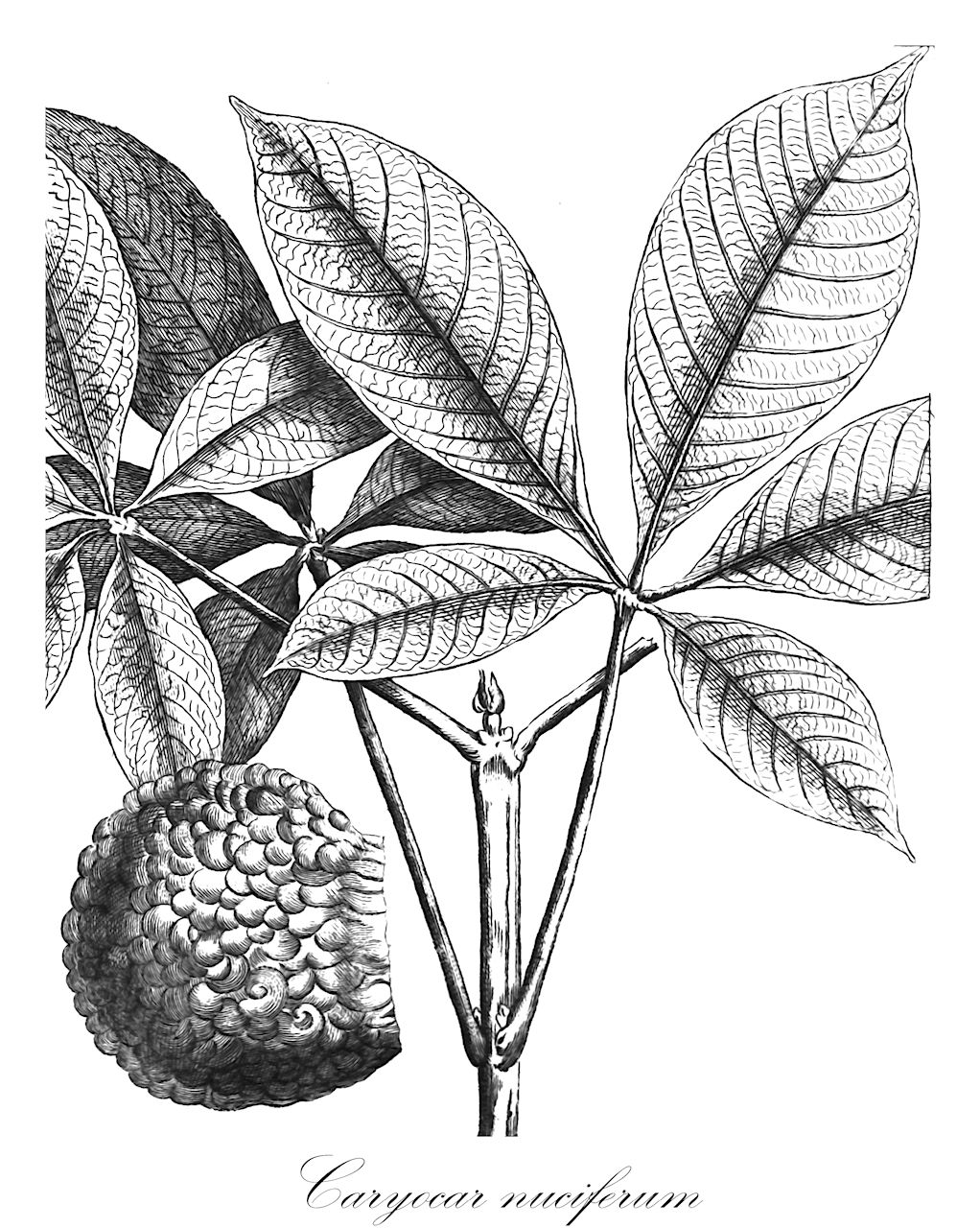 Caryocar nuciferum - Caryocaraceae,Plantae,Pteridobiotina,Angiosperms,Malpighiales,Caryocaraceae,Caryocar,Caryocar nuciferum,Caryocar tomentosum, Caryocar tuberculosum, Pekea tuberculosa, Rhizobolus pekea, Rhizobolus tomentosus, Rhizobolus tuberculosum