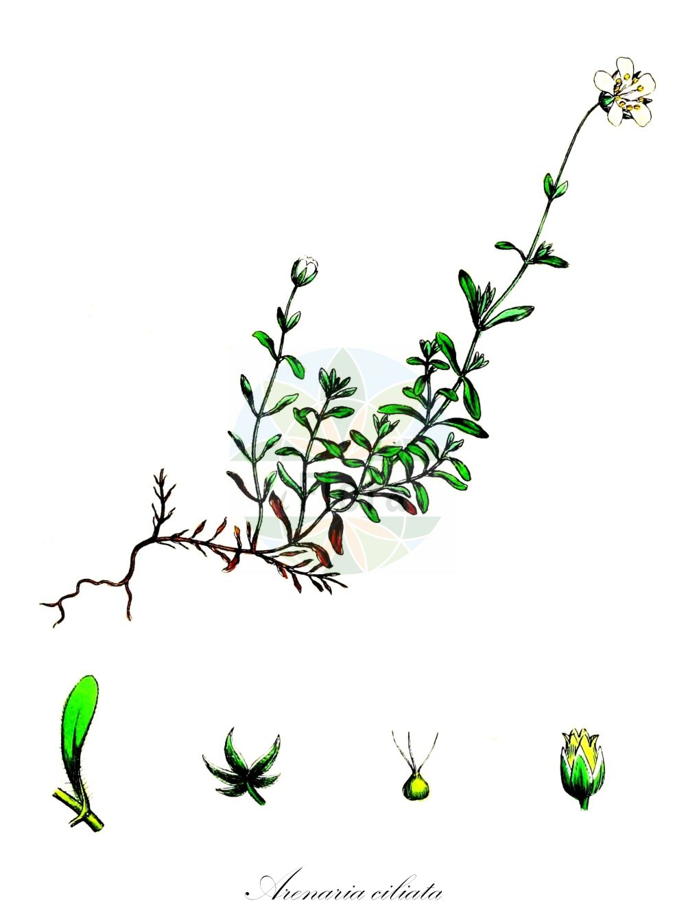 Historische Abbildung von Arenaria ciliata (Wimper-Sandkraut - Fringed Sandwort). Das Bild zeigt Blatt, Bluete, Frucht und Same. ---- Historical Drawing of Arenaria ciliata (Wimper-Sandkraut - Fringed Sandwort). The image is showing leaf, flower, fruit and seed.(Arenaria ciliata,Wimper-Sandkraut,Fringed Sandwort,Arenaria ciliata,Arenaria multicaulis,Wimper-Sandkraut,Vielstengeliges Wimper-Sandkraut,Fringed Sandwort,Ciliate-leaved Sandwort,Tundra Sandwort,Hairy Sandwort,Arenaria,Sandkraut,Sandwort,Caryophyllaceae,Nelkengewächse,Pink family,Blatt,Bluete,Frucht,Same,leaf,flower,fruit,seed,Sowerby (1790-1813))