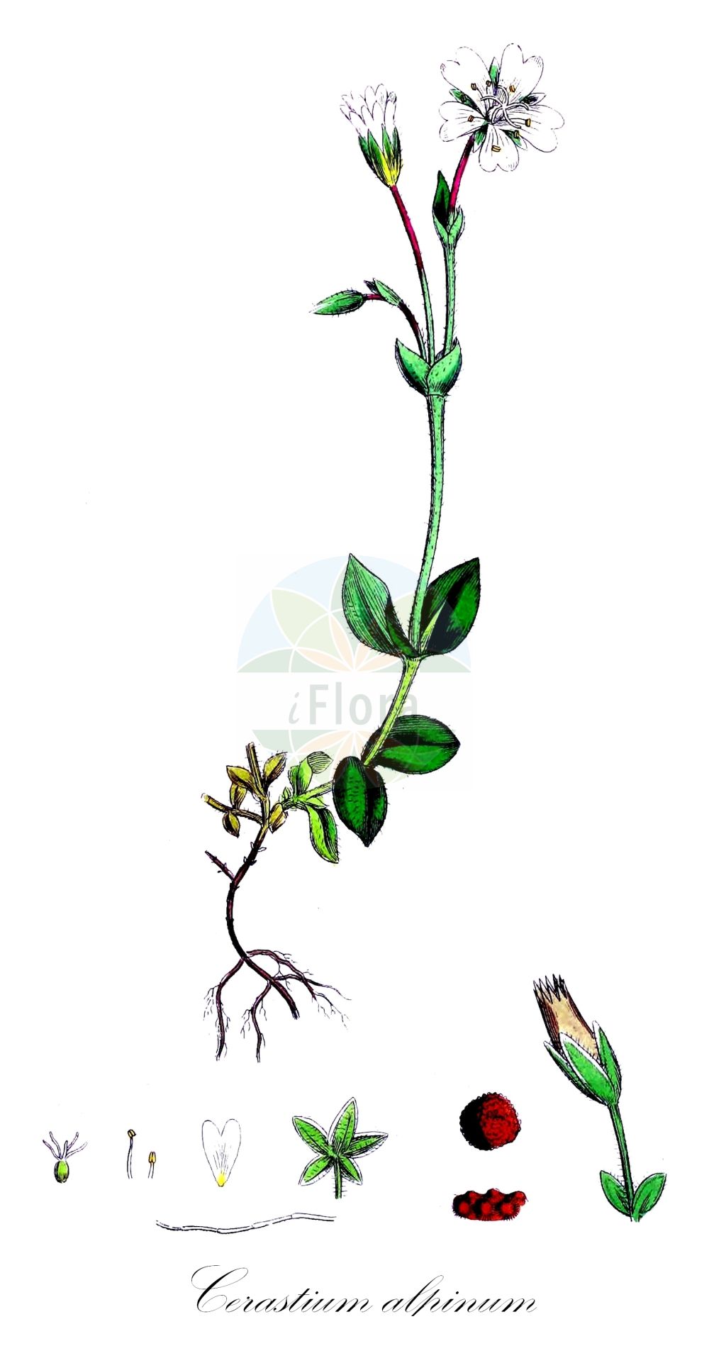 Historische Abbildung von Cerastium alpinum (Alpen-Hornkraut - Alpine Mouse-ear). Das Bild zeigt Blatt, Bluete, Frucht und Same. ---- Historical Drawing of Cerastium alpinum (Alpen-Hornkraut - Alpine Mouse-ear). The image is showing leaf, flower, fruit and seed.(Cerastium alpinum,Alpen-Hornkraut,Alpine Mouse-ear,Cerastium alpinum,Cerastium alpinum L. subsp.,Cerastium atratum,Cerastium glaberrimum,Cerastium glabratum,Cerastium hekuravense,Cerastium lanatum,Cerastium squalidum,Alpen-Hornkraut,Wolliges Alpen-Hornkraut,Alpine Mouse-ear,Shetland Mouse-ear,Arctic Mouse-ear,Alpine Chickweed,Alpine Mouse-ear Chickweed,Cerastium,Hornkraut,Chickweed,Caryophyllaceae,Nelkengewächse,Pink family,Blatt,Bluete,Frucht,Same,leaf,flower,fruit,seed,Sowerby (1790-1813))