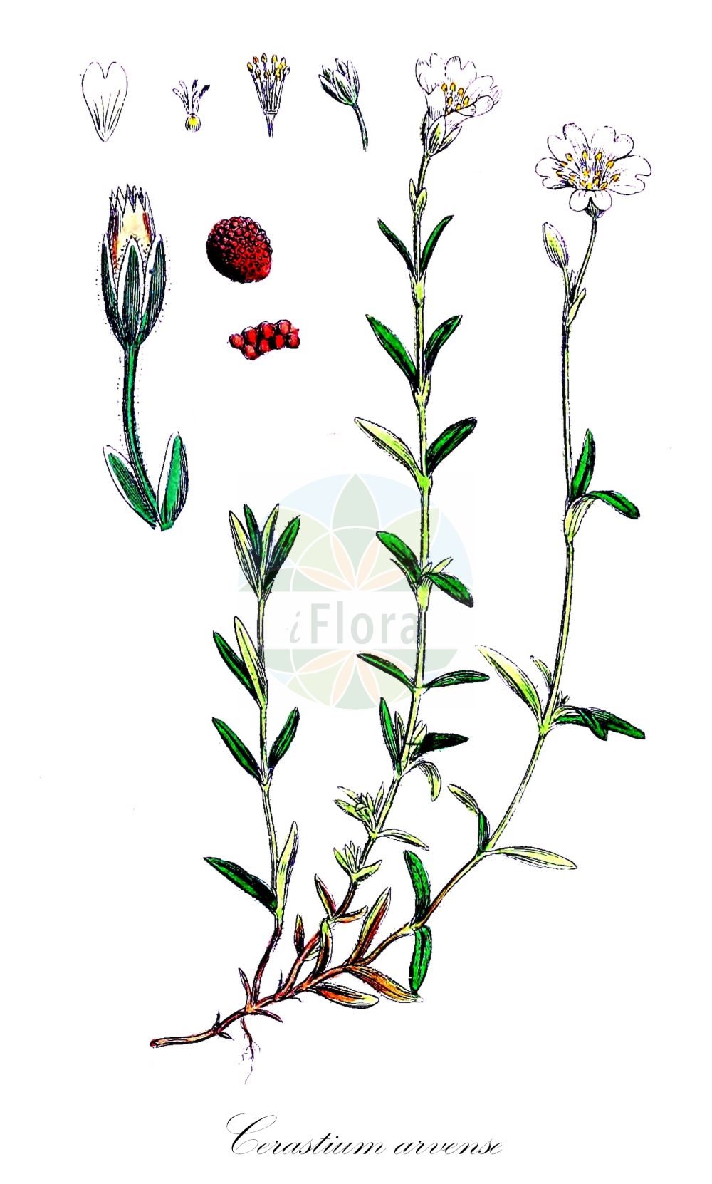 Historische Abbildung von Cerastium arvense (Acker-Hornkraut - Field Mouse-ear). Das Bild zeigt Blatt, Bluete, Frucht und Same. ---- Historical Drawing of Cerastium arvense (Acker-Hornkraut - Field Mouse-ear). The image is showing leaf, flower, fruit and seed.(Cerastium arvense,Acker-Hornkraut,Field Mouse-ear,Cerastium arvense,Cerastium beckianum,Cerastium ciliatum,Cerastium insubricum,Cerastium molle,Cerastium pallasii,Cerastium rigidum,Cerastium strictum,Acker-Hornkraut,Steifes Acker-Hornkraut,Field Mouse-ear,Field Chickweed,Field Mouse-ear Chickweed,Meadow Chickweed,Mouse-ear Chickweed,Cerastium,Hornkraut,Chickweed,Caryophyllaceae,Nelkengewächse,Pink family,Blatt,Bluete,Frucht,Same,leaf,flower,fruit,seed,Sowerby (1790-1813))