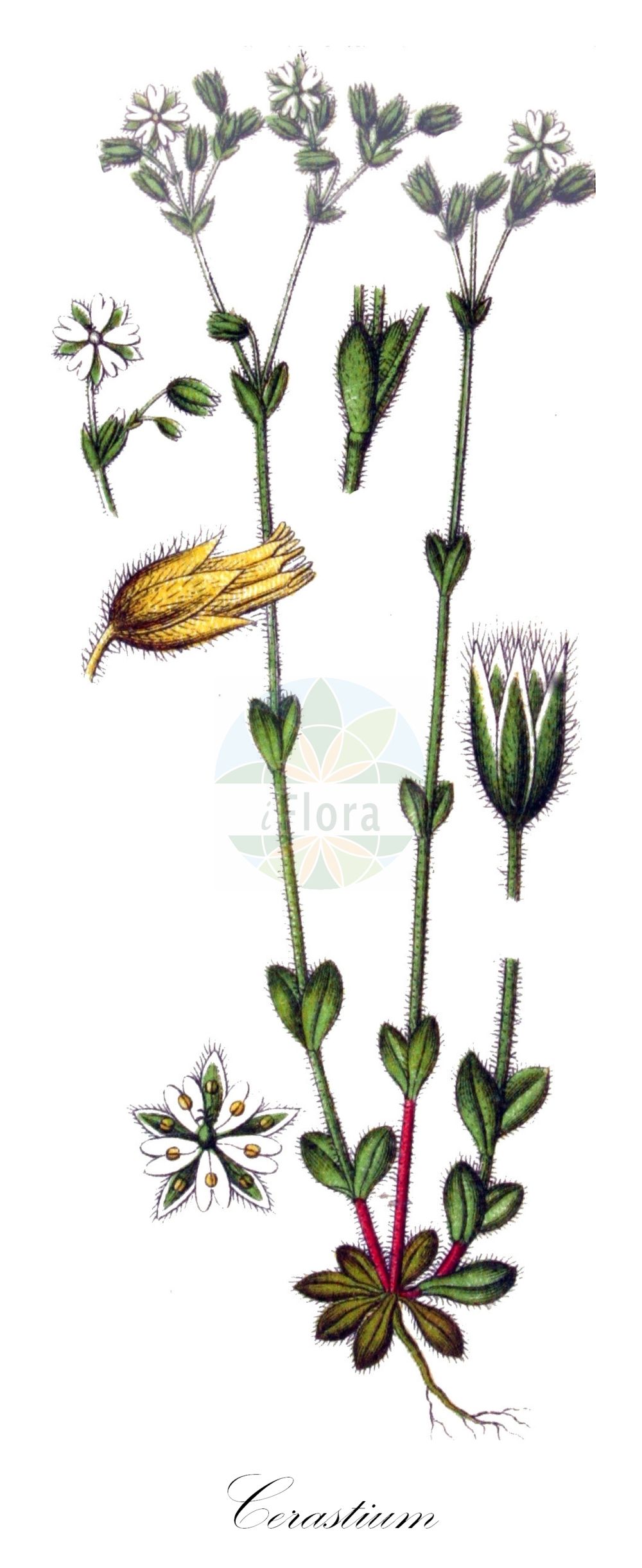 Historische Abbildung von Cerastium brachypetalum (Kleinblütiges Hornkraut - Grey Mouse-ear). Das Bild zeigt Blatt, Bluete, Frucht und Same. ---- Historical Drawing of Cerastium brachypetalum (Kleinblütiges Hornkraut - Grey Mouse-ear). The image is showing leaf, flower, fruit and seed.(Cerastium brachypetalum,Kleinblütiges Hornkraut,Grey Mouse-ear,Cerastium brachycarpum,Cerastium brachypetalum,Cerastium strigosum,Kleinbluetiges Hornkraut,Baertiges Hornkraut,Grey Mouse-ear,Gray Chickweed,Grey Mouse-ear Chickweed,Cerastium,Hornkraut,Chickweed,Caryophyllaceae,Nelkengewächse,Pink family,Blatt,Bluete,Frucht,Same,leaf,flower,fruit,seed,Sturm (1796f))